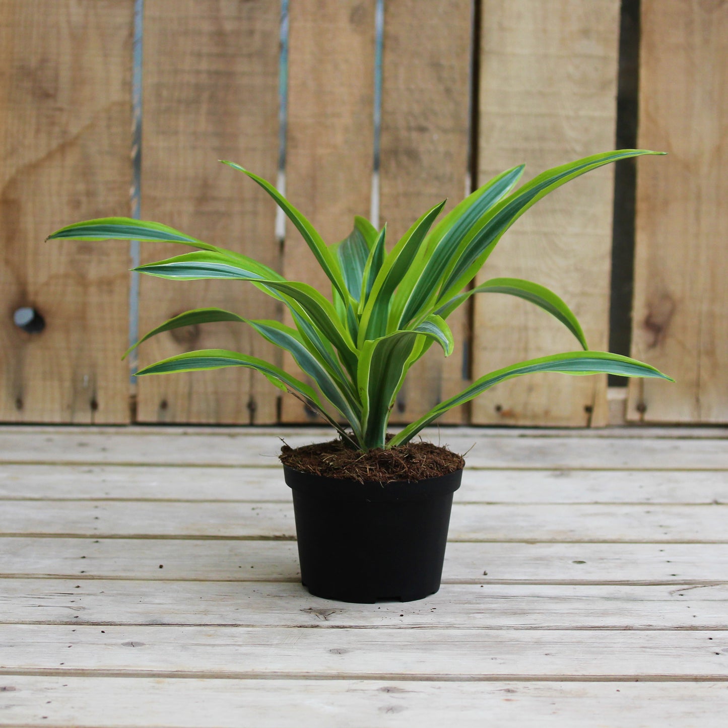 Dracaena Warneckii Lemon Lime 6" Pot