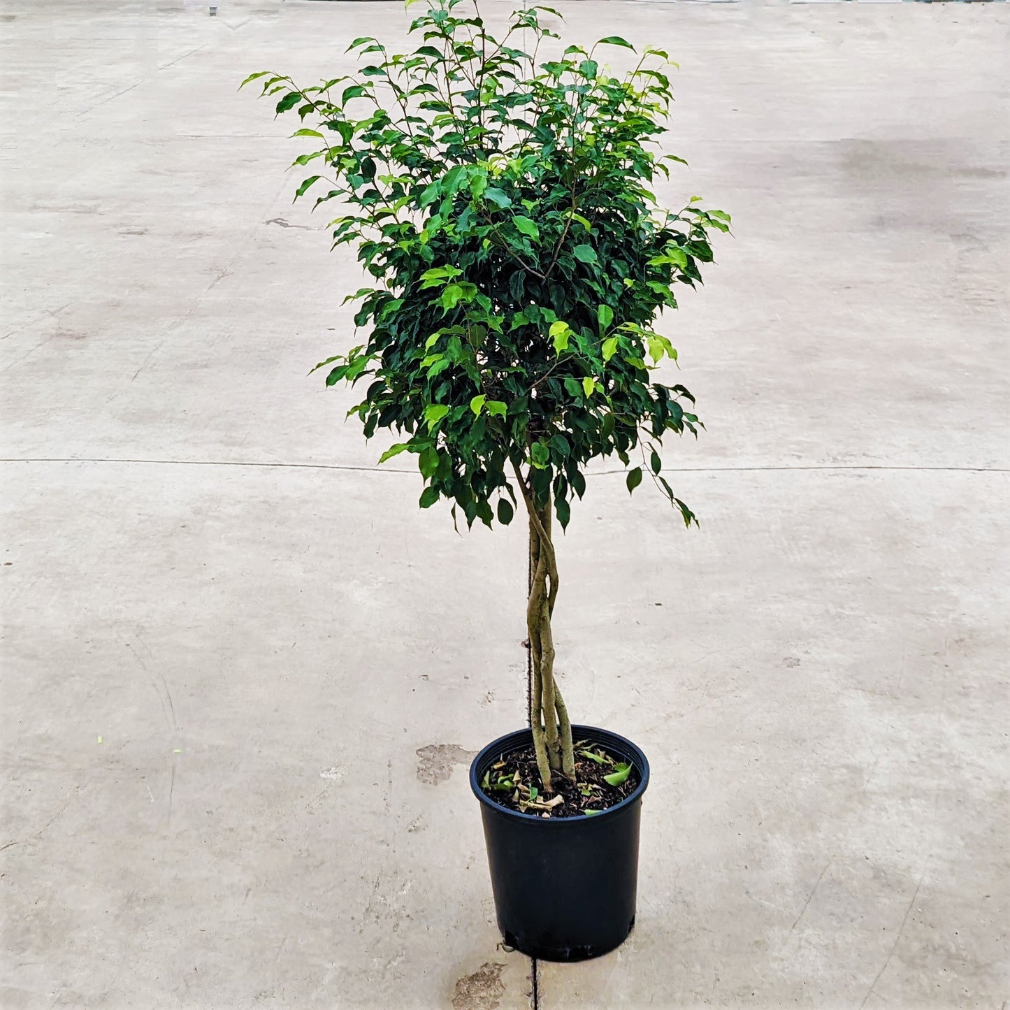 Ficus benjamina