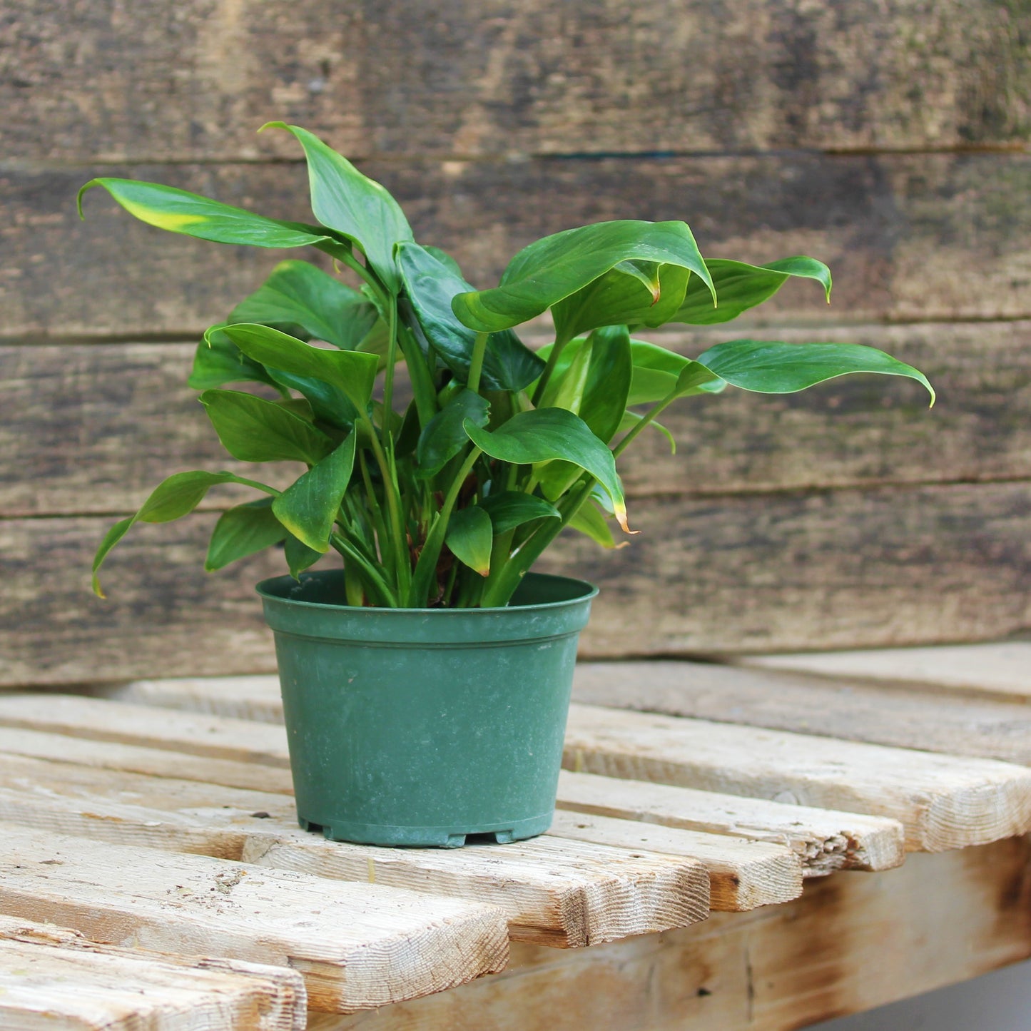 Homalomena 'Emerald Gem'