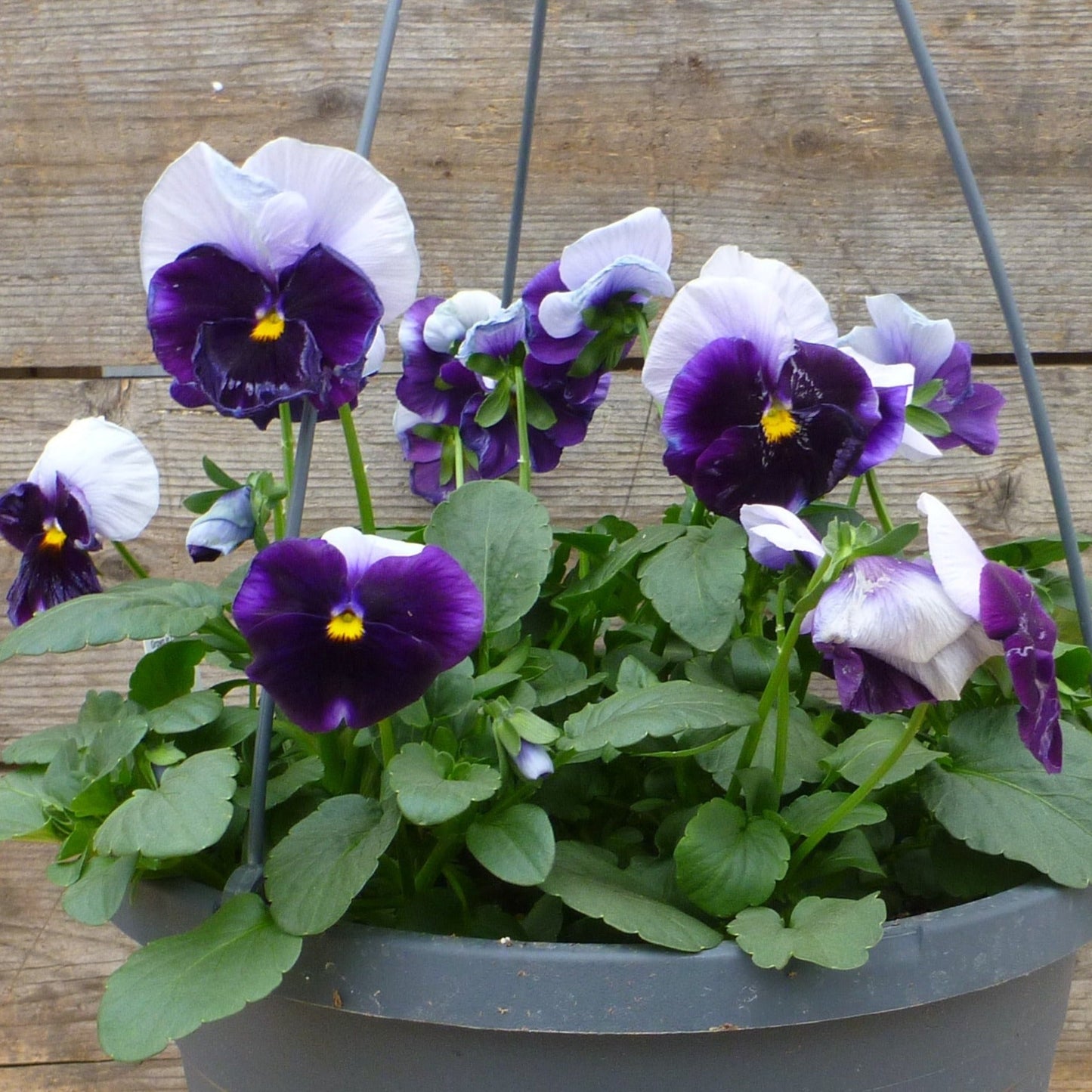 Pansy
