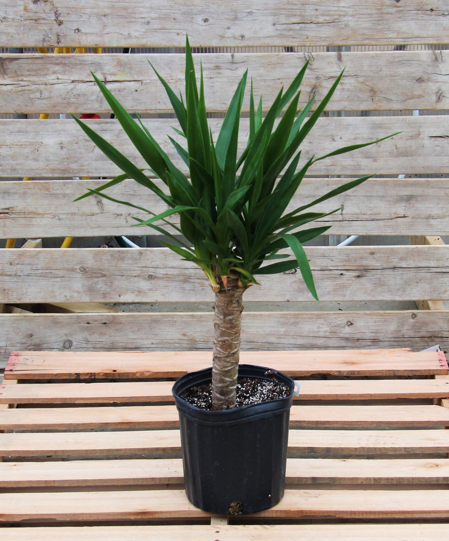 Yucca Cane 1PPP - 10" Pot