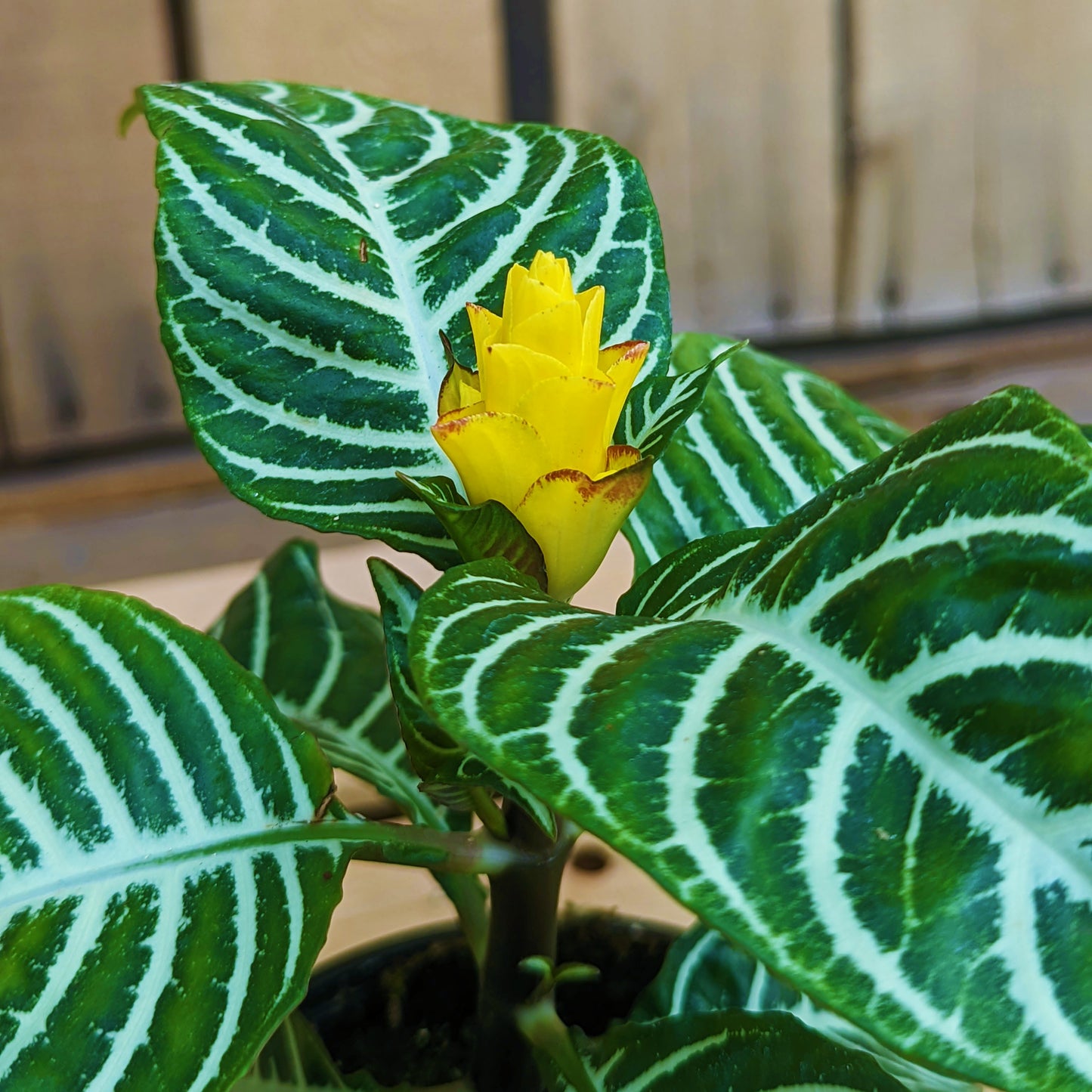 Zebra Plant 4" Pot