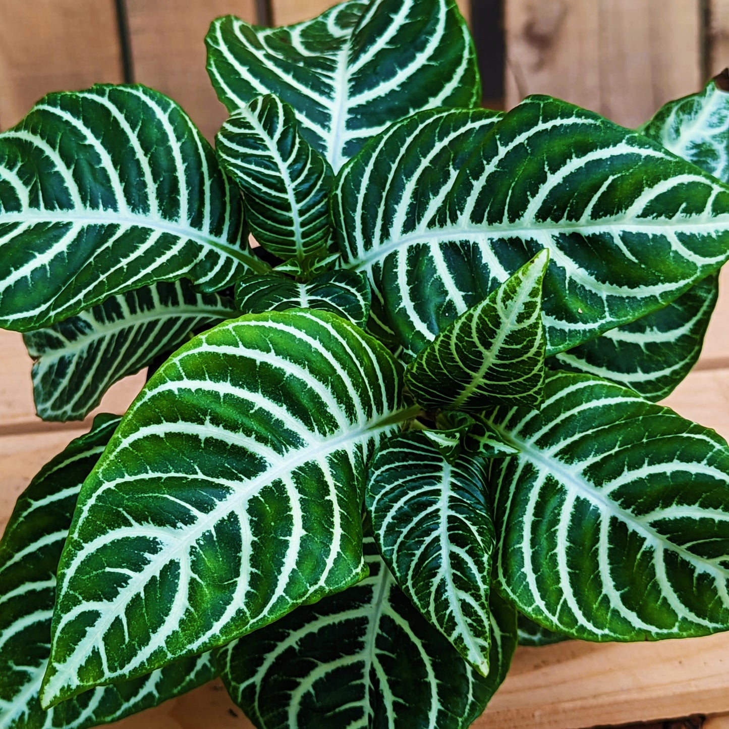 Zebra Plant 4" Pot