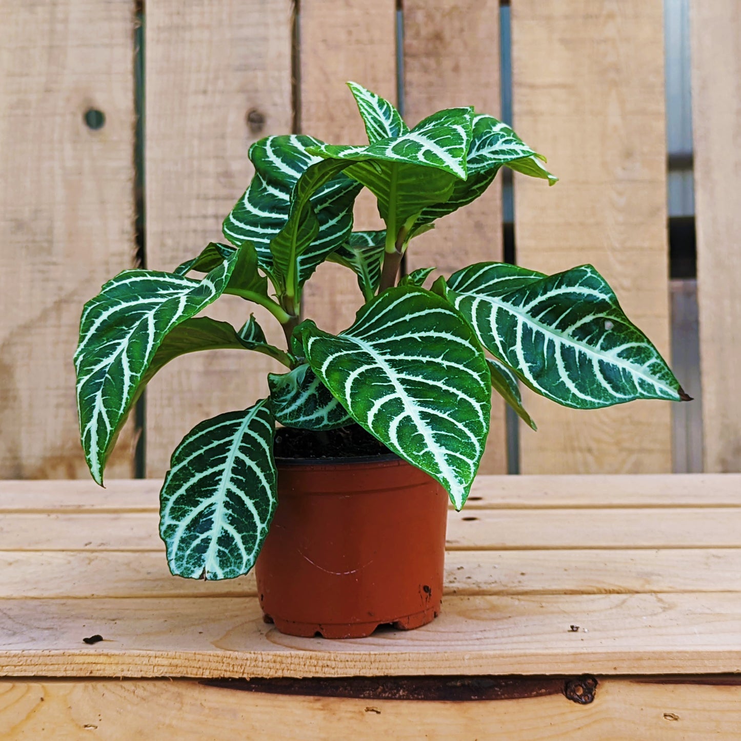 Zebra Plant 4" Pot