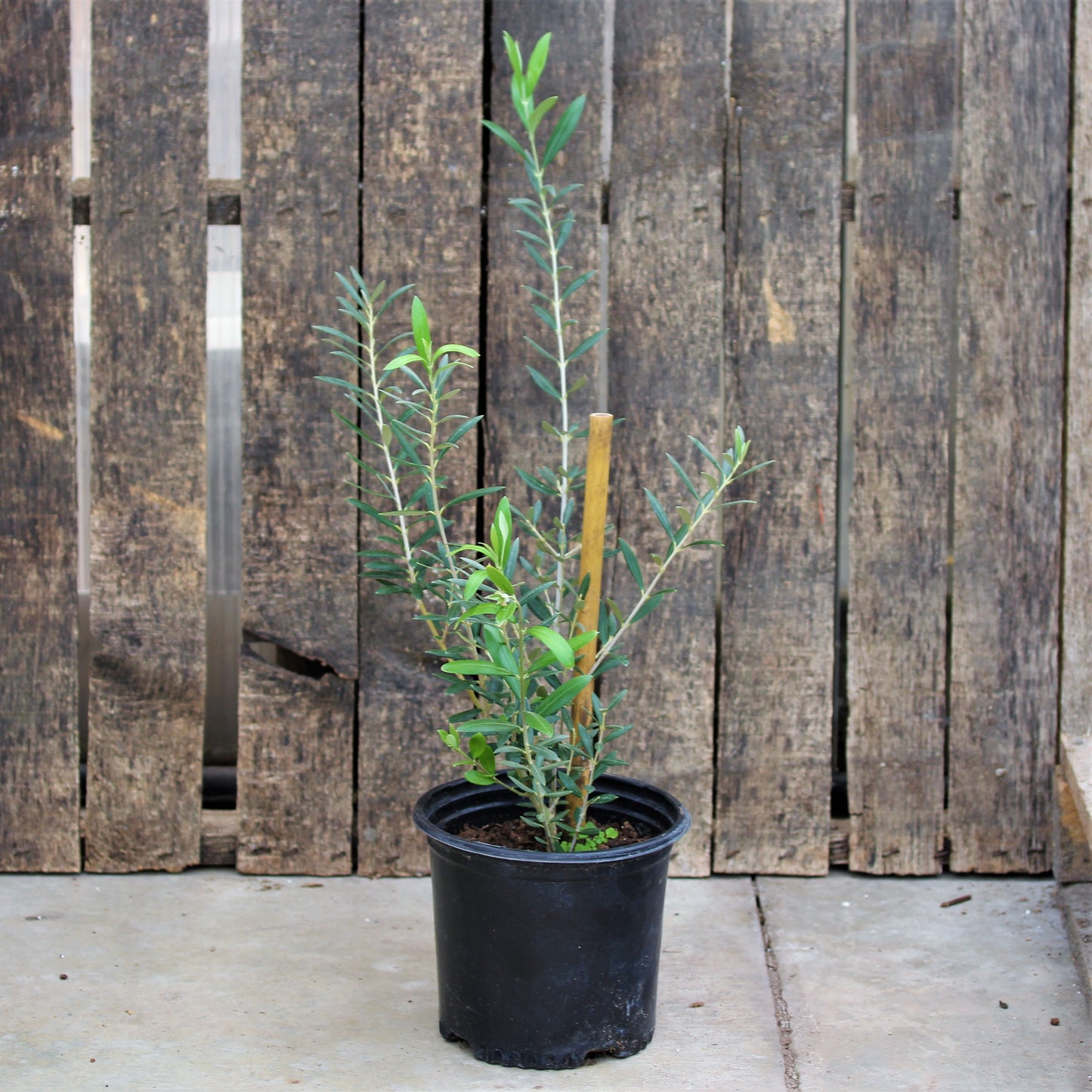 Olive Plant 6" Pot