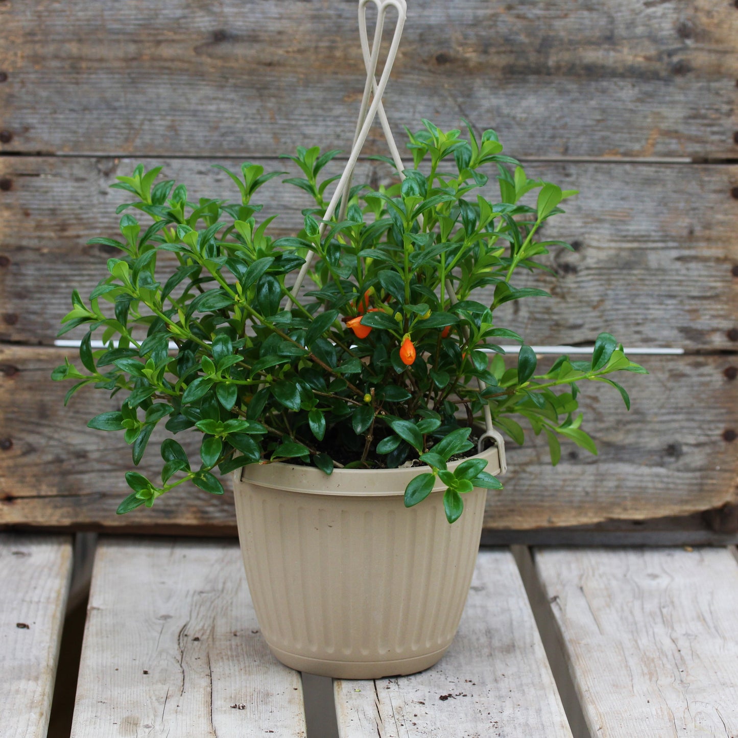 Goldfish Plant