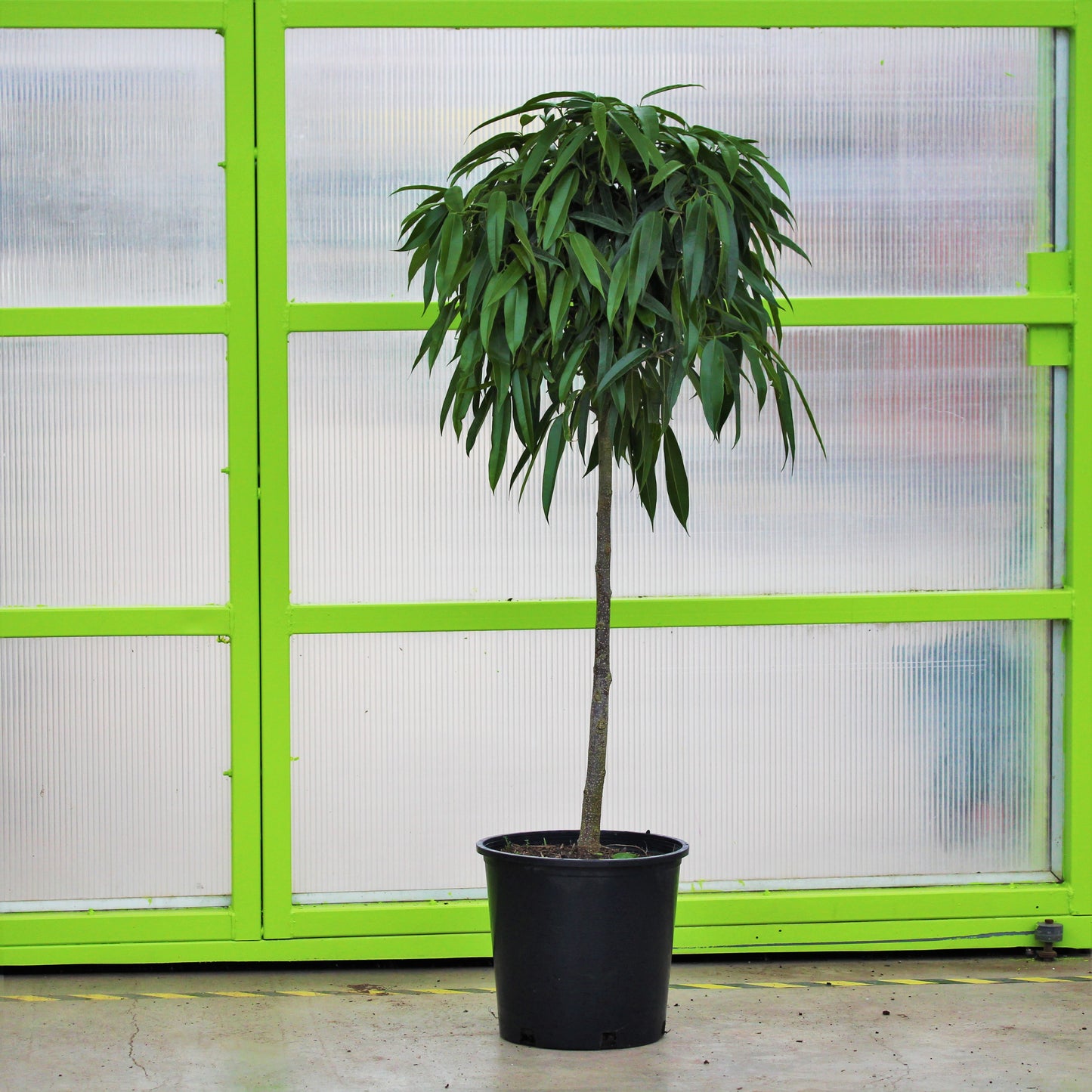 Ficus 'Alii'