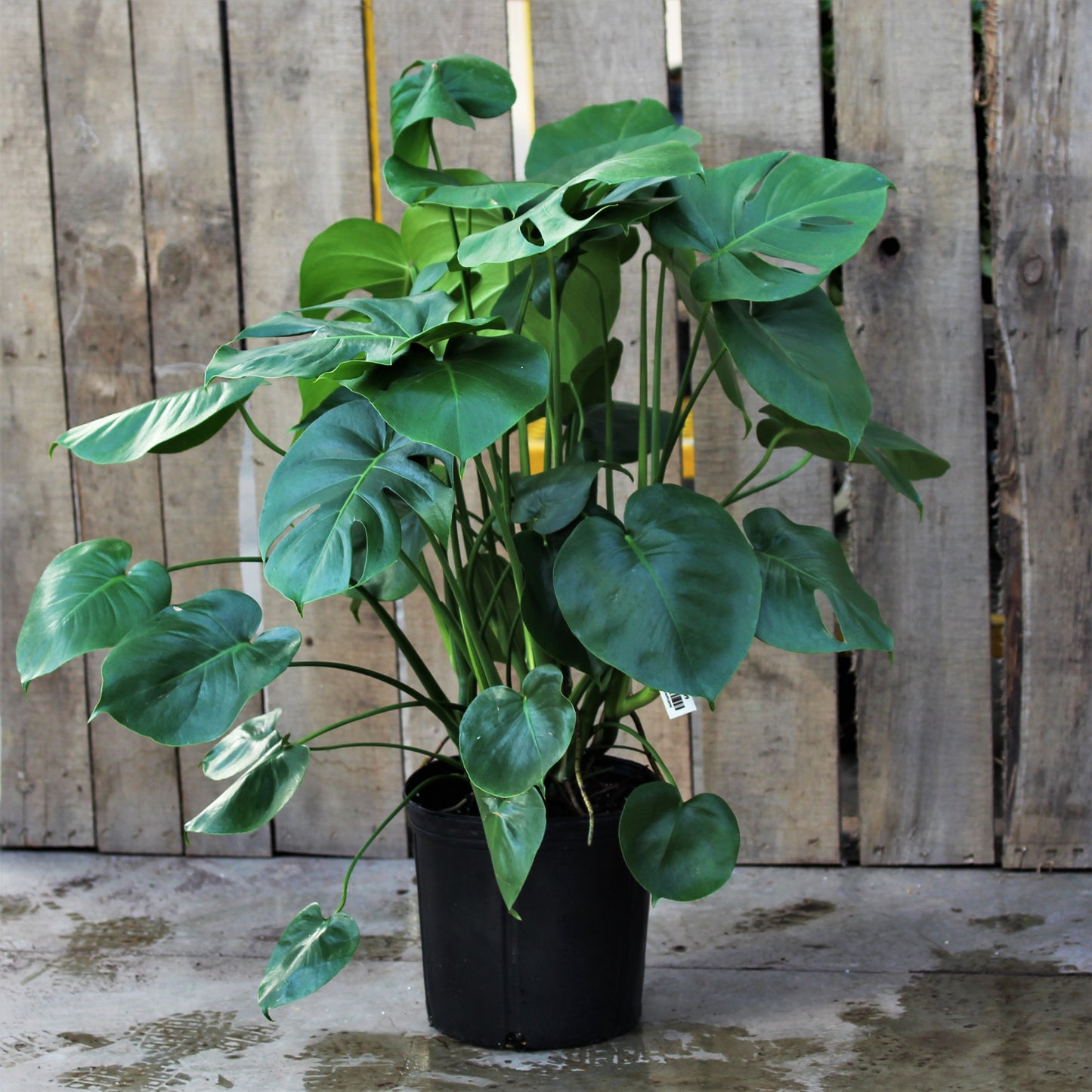 Monstera deliciosa 10" Pot