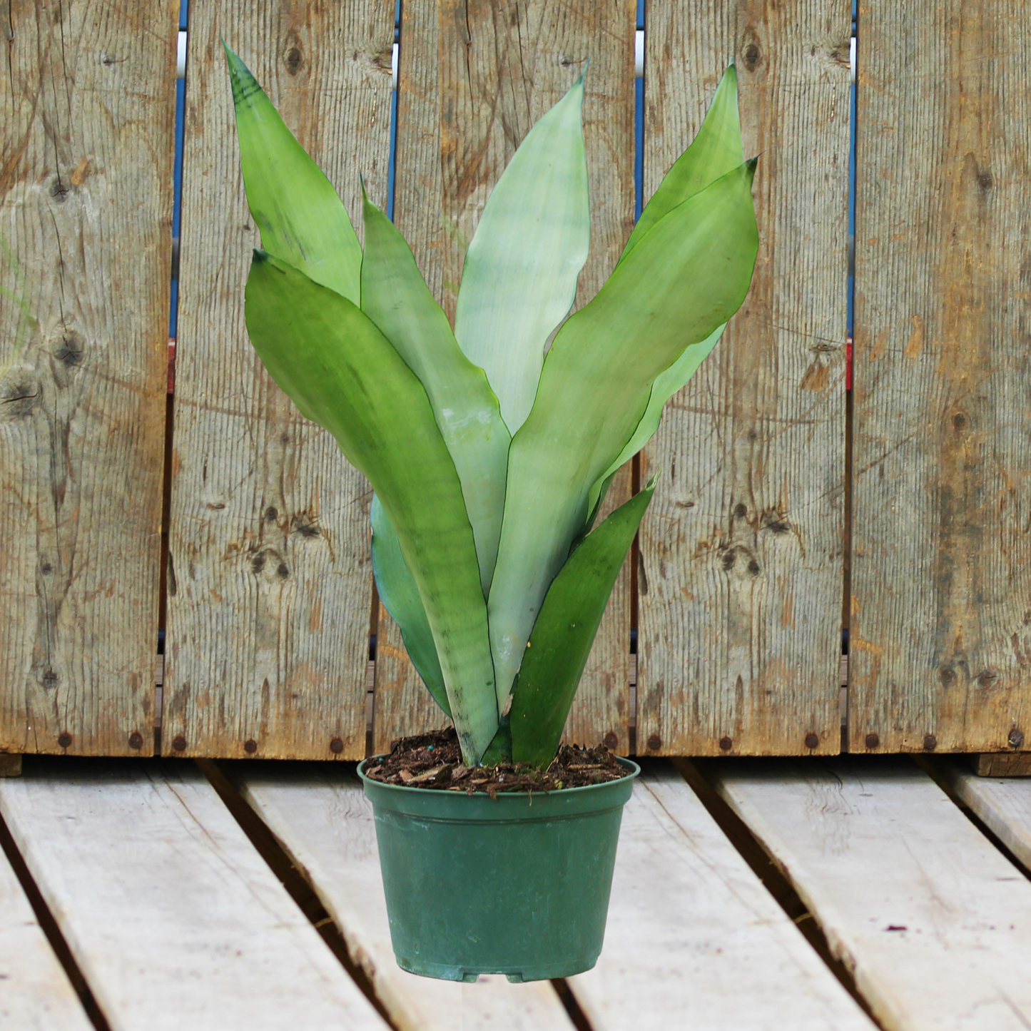 Snake Plant Moonshine 6" Pot