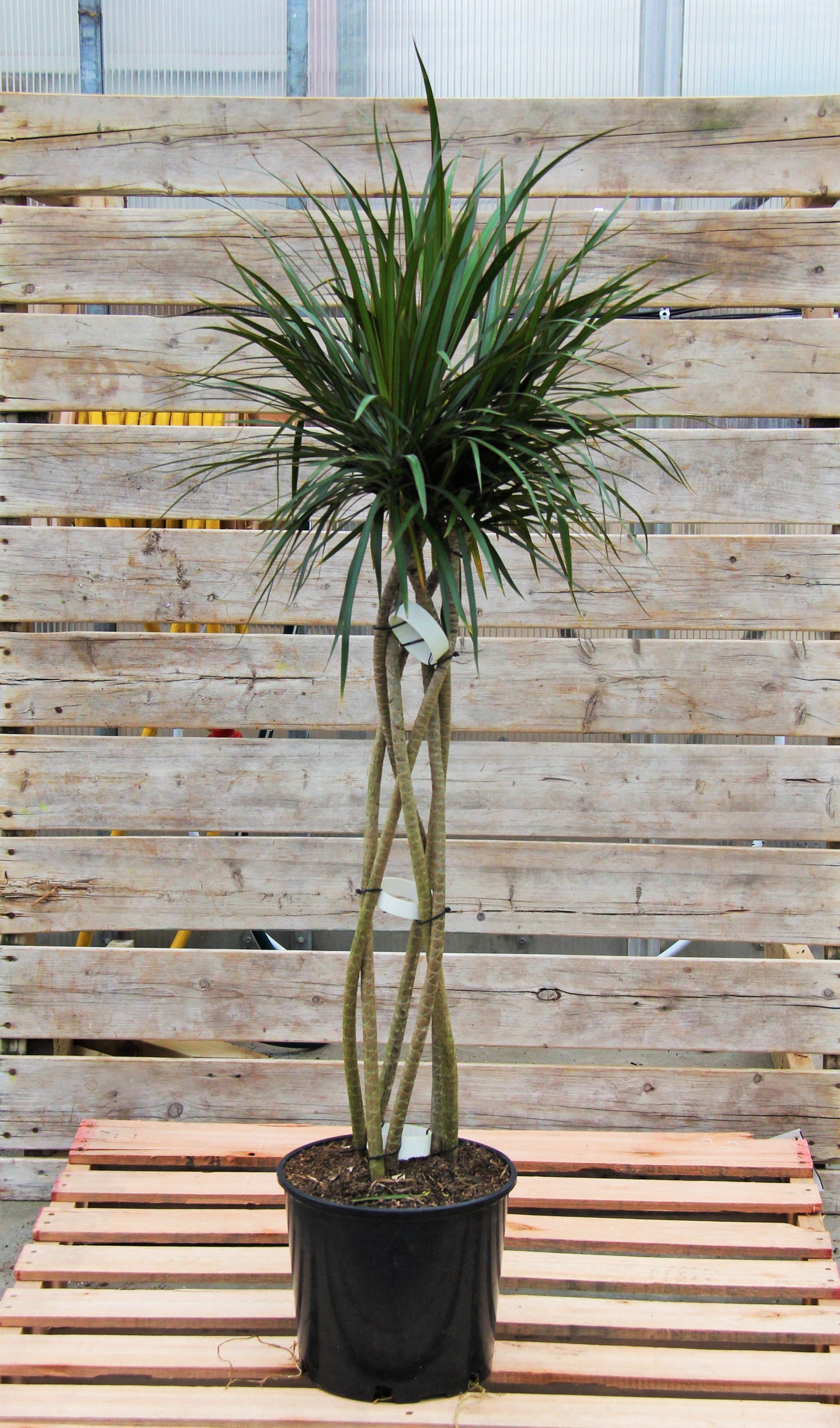 Dracaena Marginata Open Weave 10" Pot