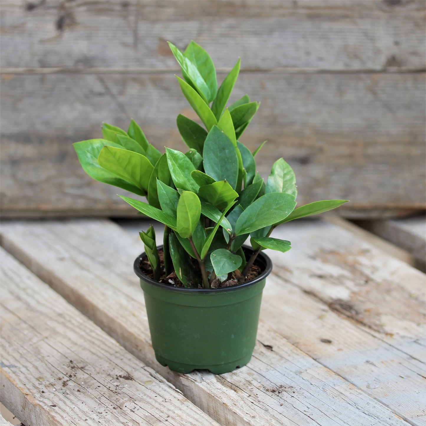 ZZ Plant 4" Pot