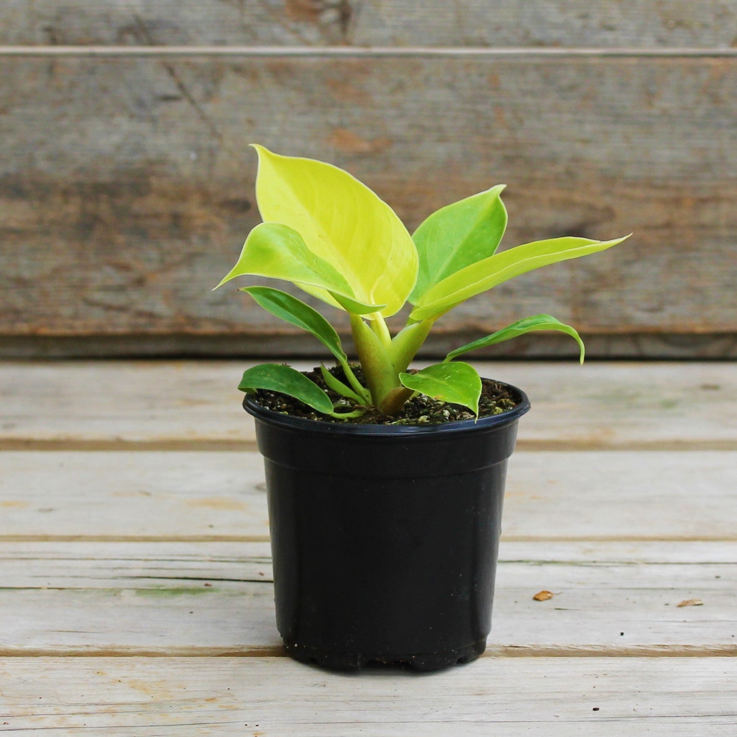 Philodendron 'Moonlight'