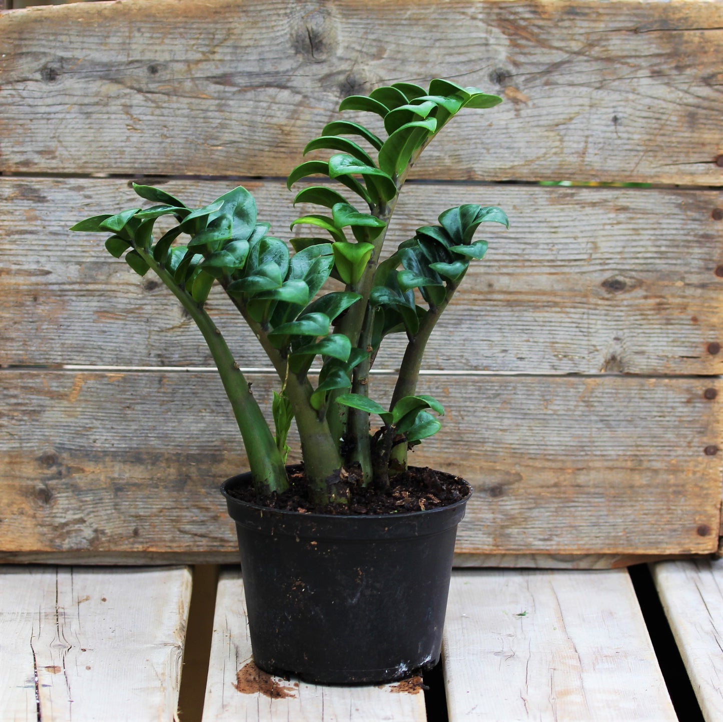 ZZ Plant 'Compacta'