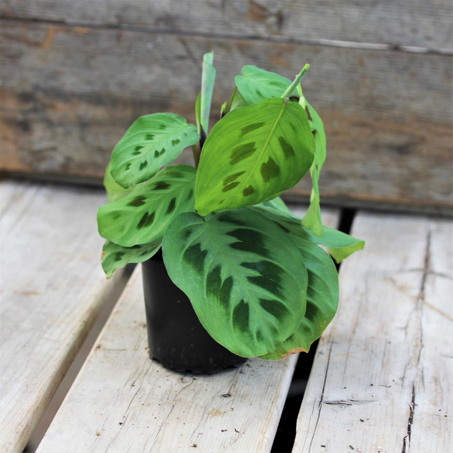 Maranta Rabbit Tracks 4" Pot