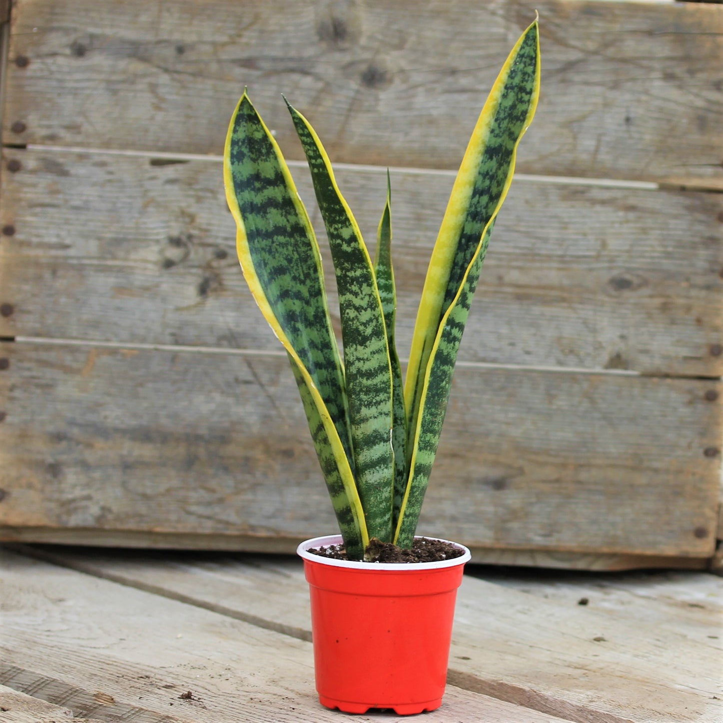 Snake Plant Laurentii 4" Pot
