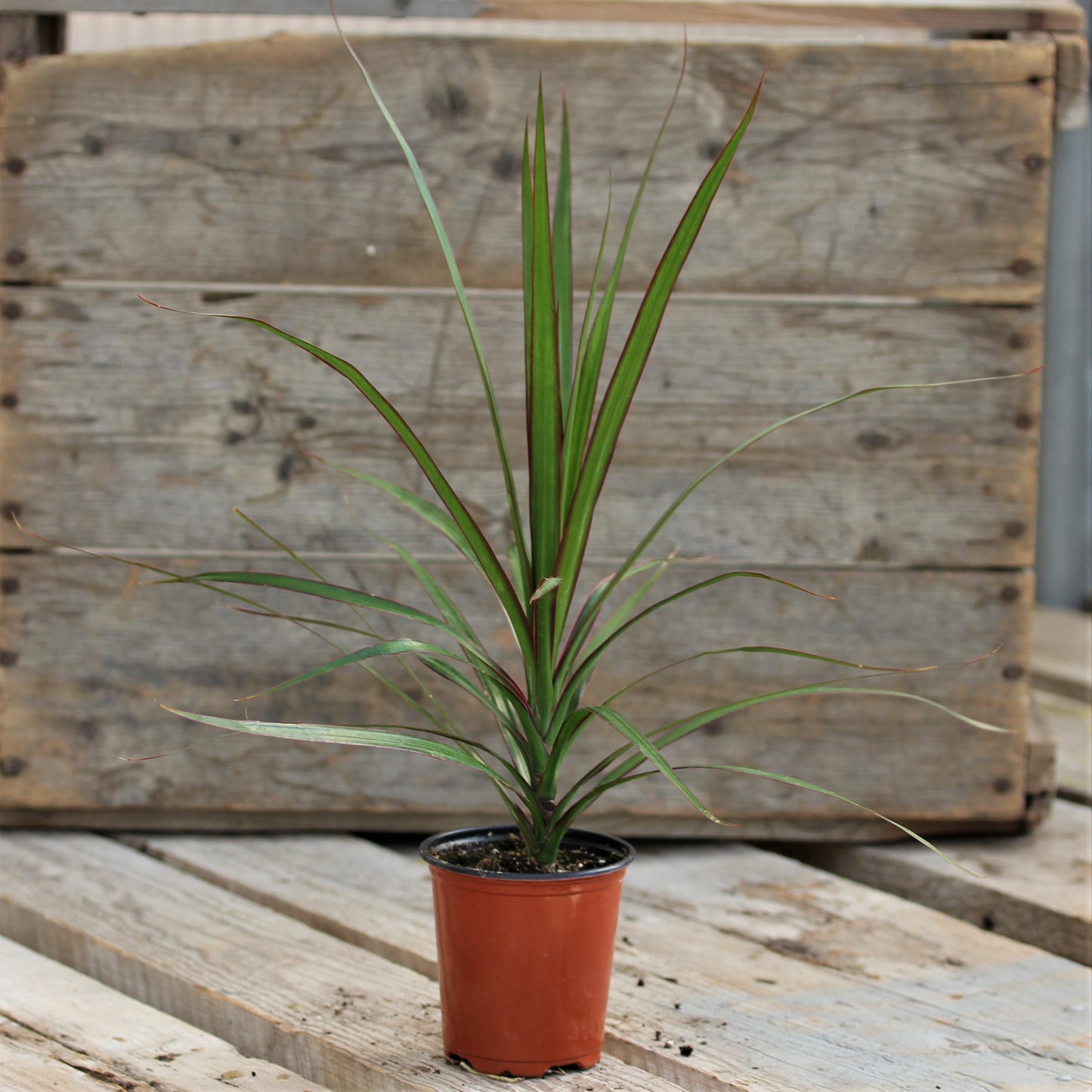 Dracaena Magenta 4" Pot