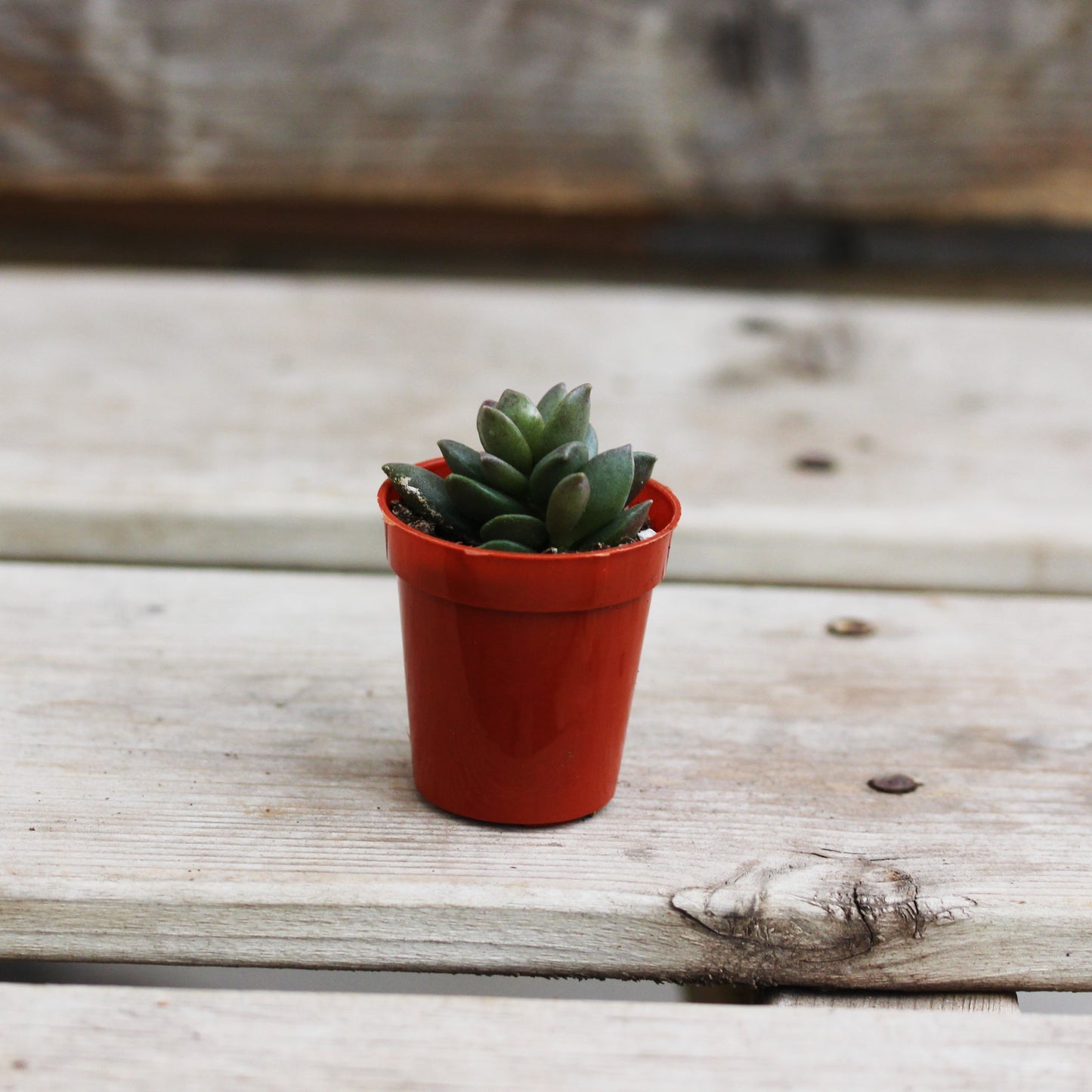 Adromischus 1.5" Pot