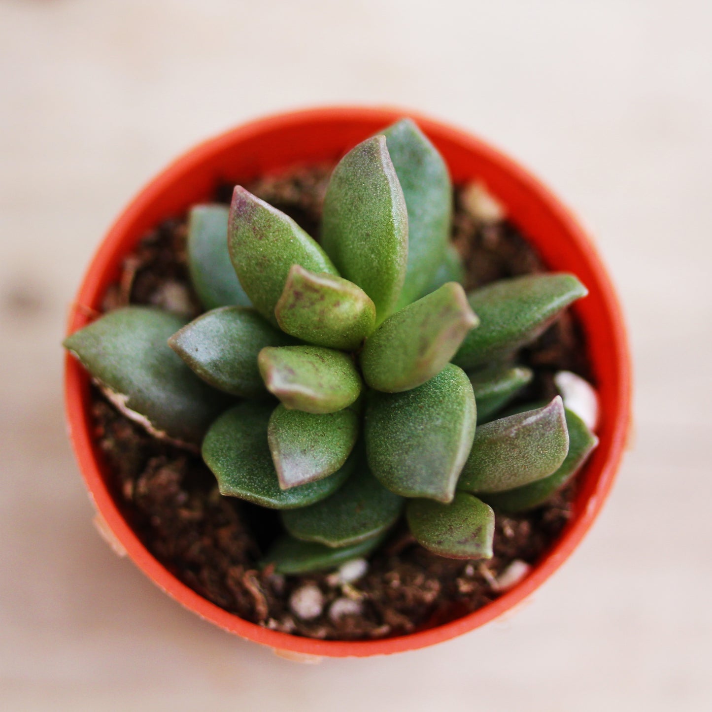 Adromischus 1.5" Pot