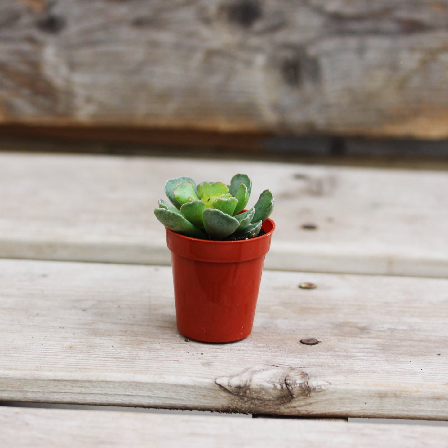 Adromischus 1.5" Pot