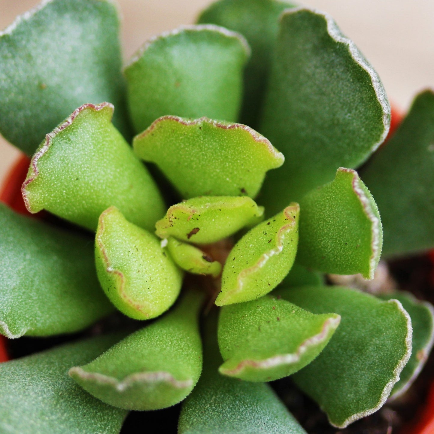 Adromischus 1.5" Pot