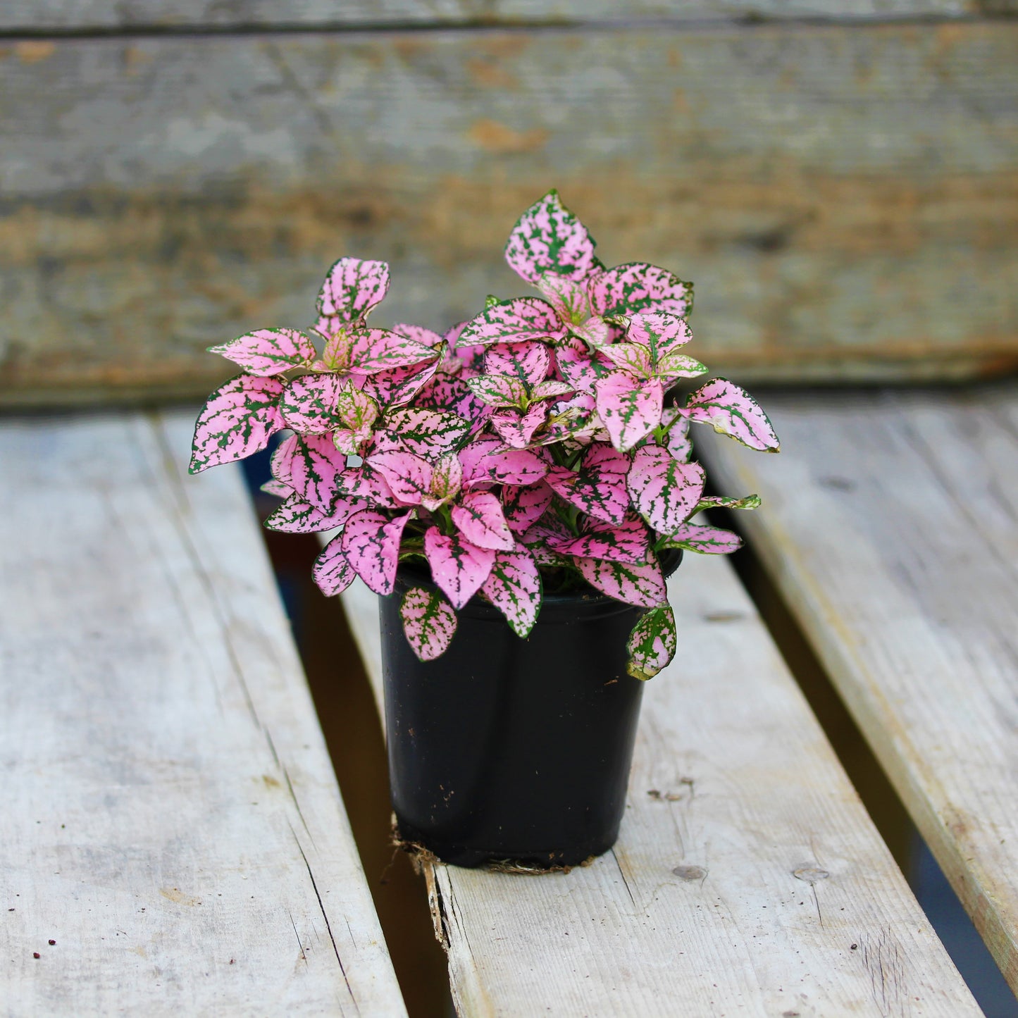 Hypoestes (Polka Dot) Pink 4" Pot