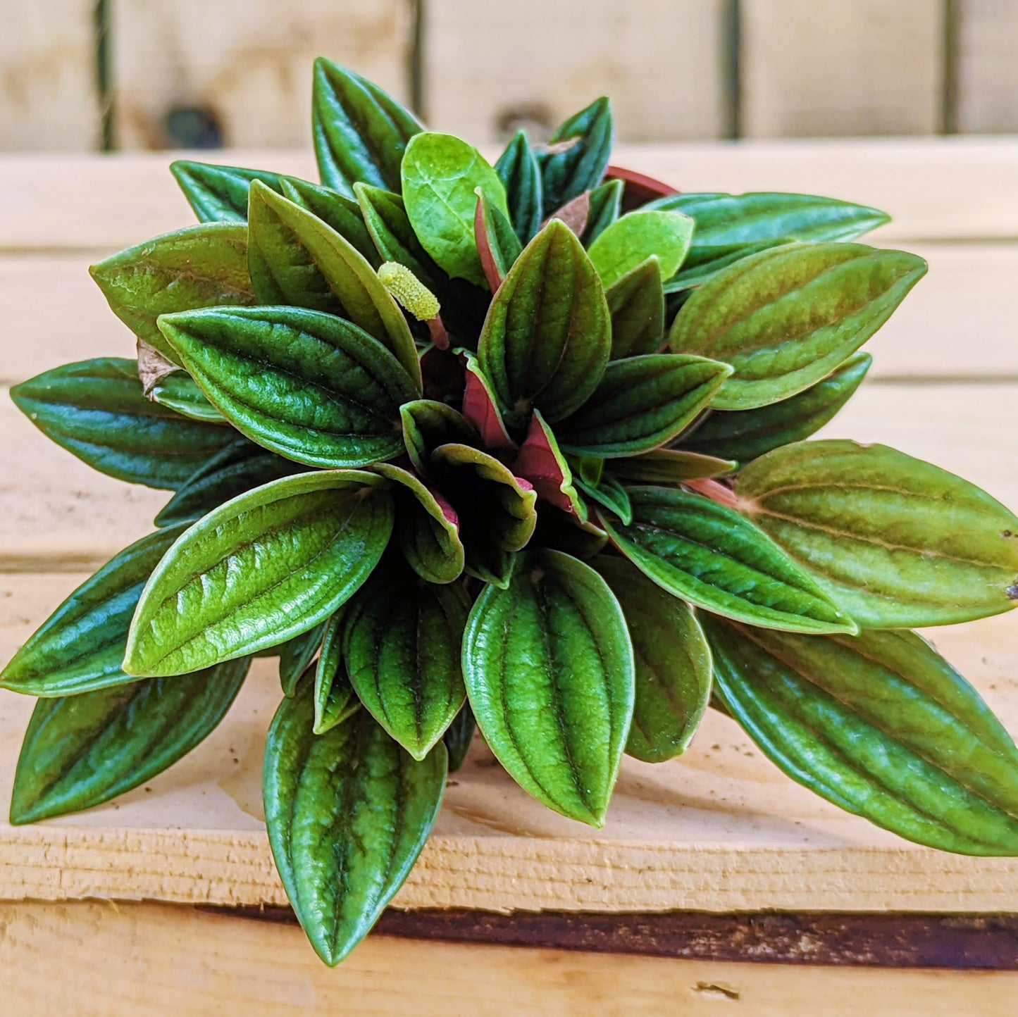 Peperomia 'Rosso'