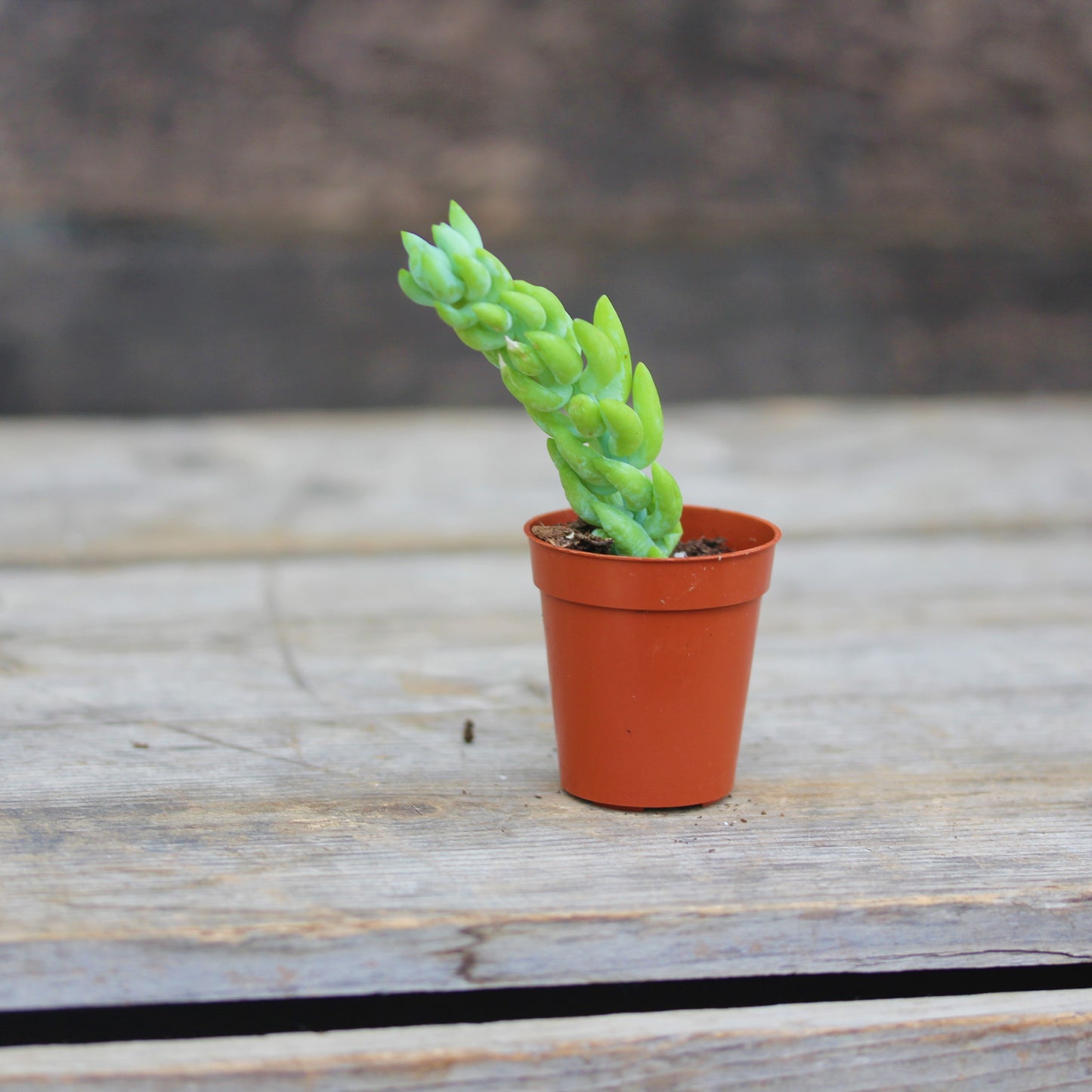 Burro's-Tail