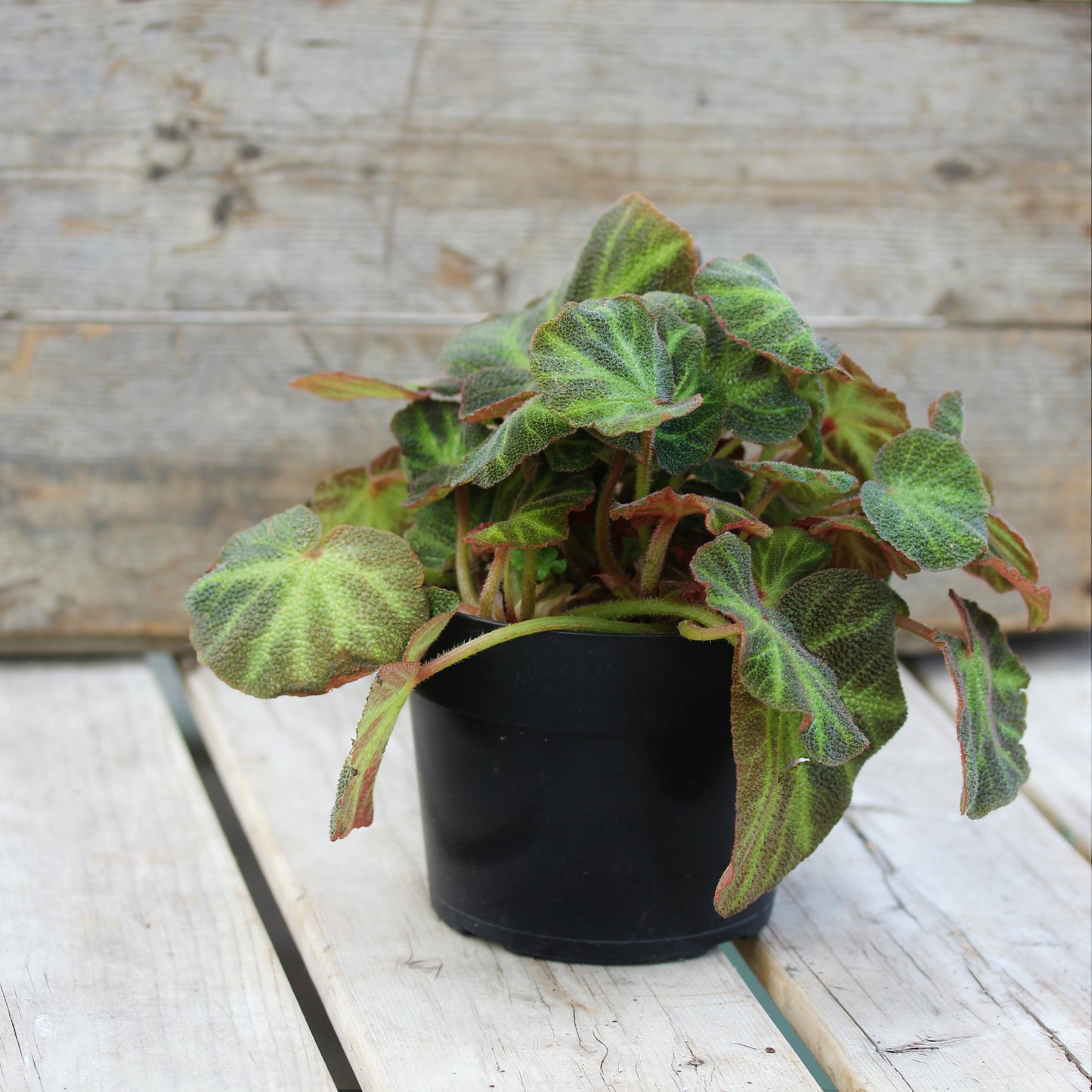 Sun-Changing Begonia