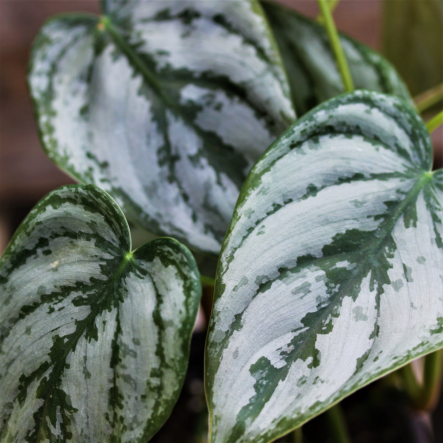 Philodendron 'Brandi'