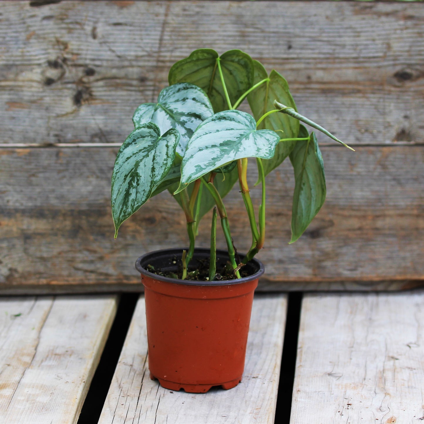 Philodendron Brandi 4" Pot