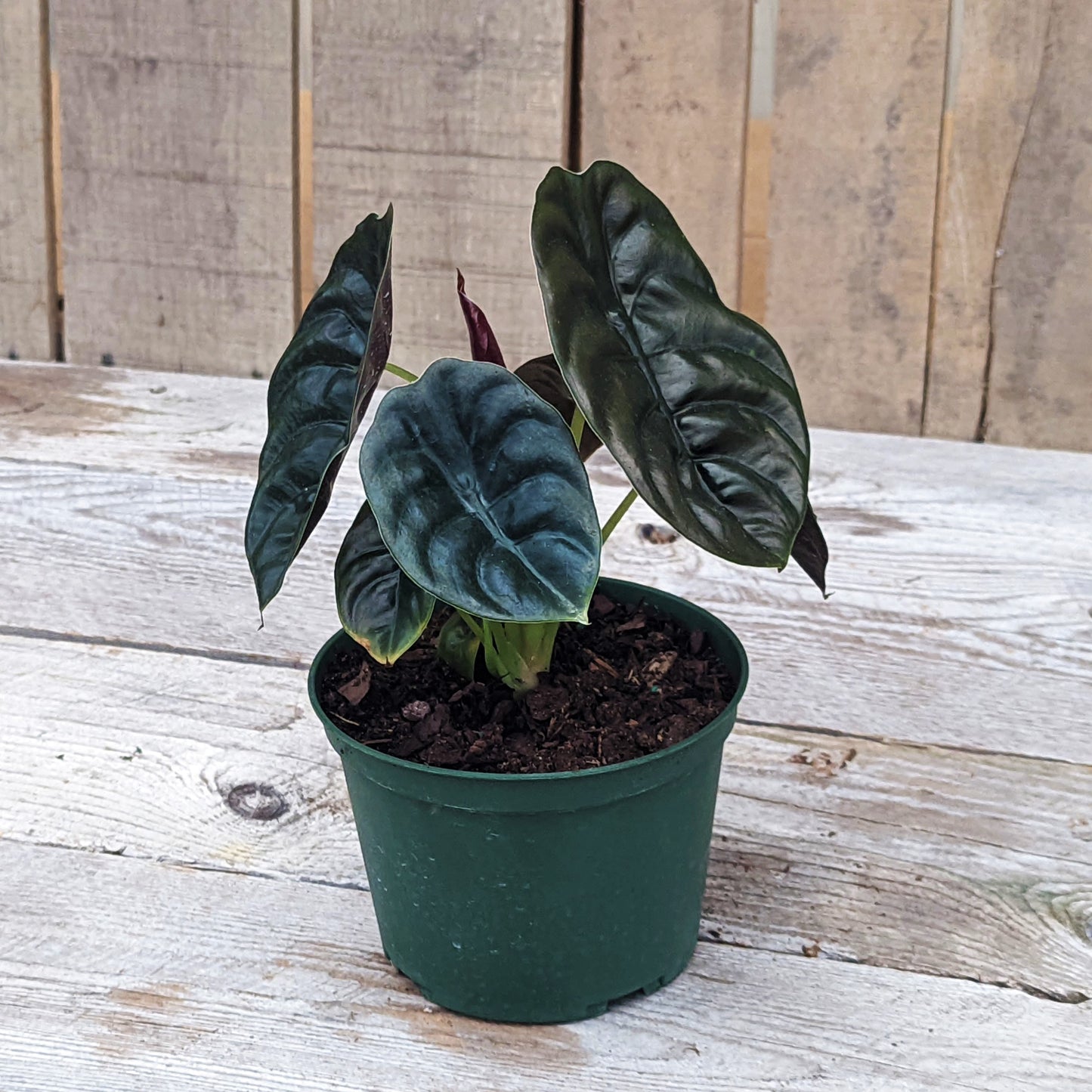 Alocasia 'Red Secret'