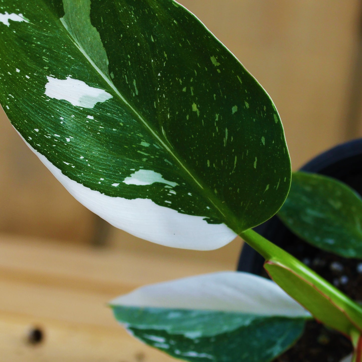 Philodendron White Princess 4" Pot