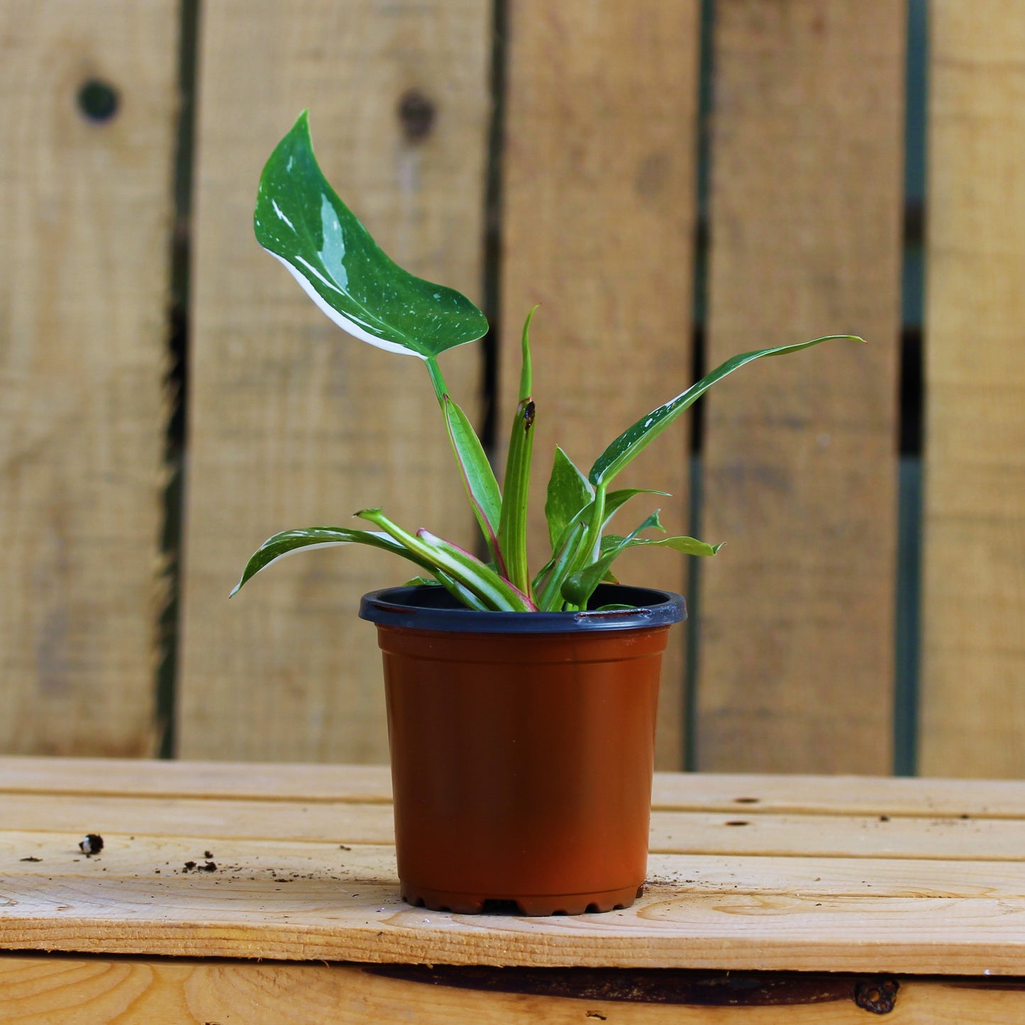 Philodendron White Princess 4" Pot