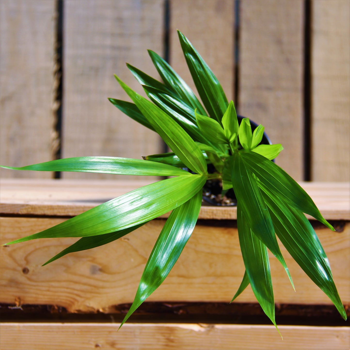 Areca Palm 4" Pot