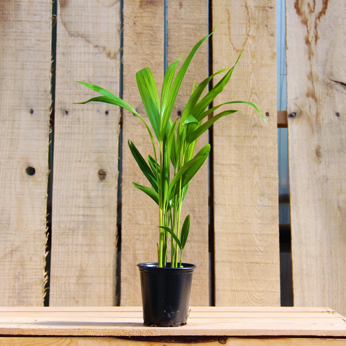 Areca Palm 4" Pot