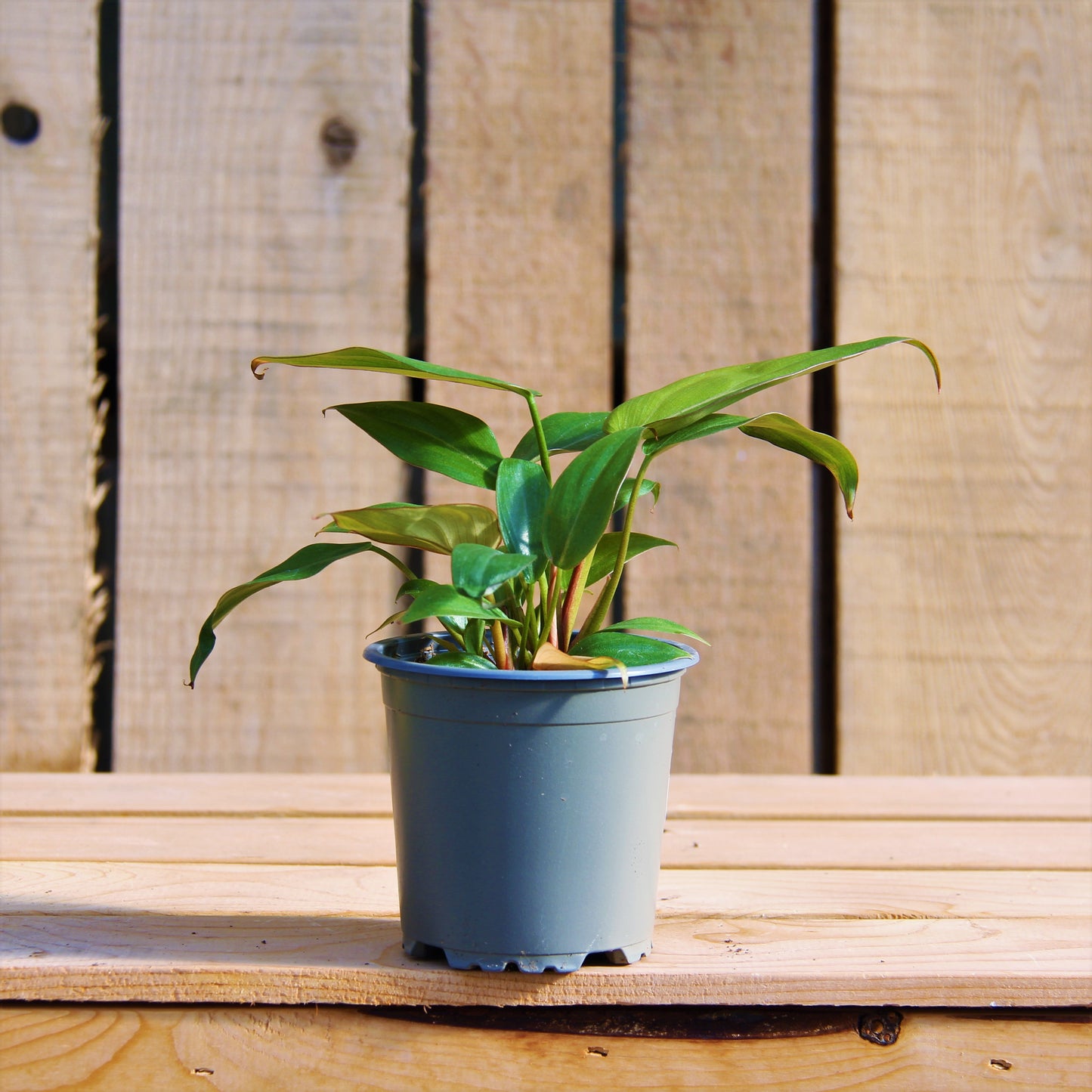 Philodendron 'Summer Glory'