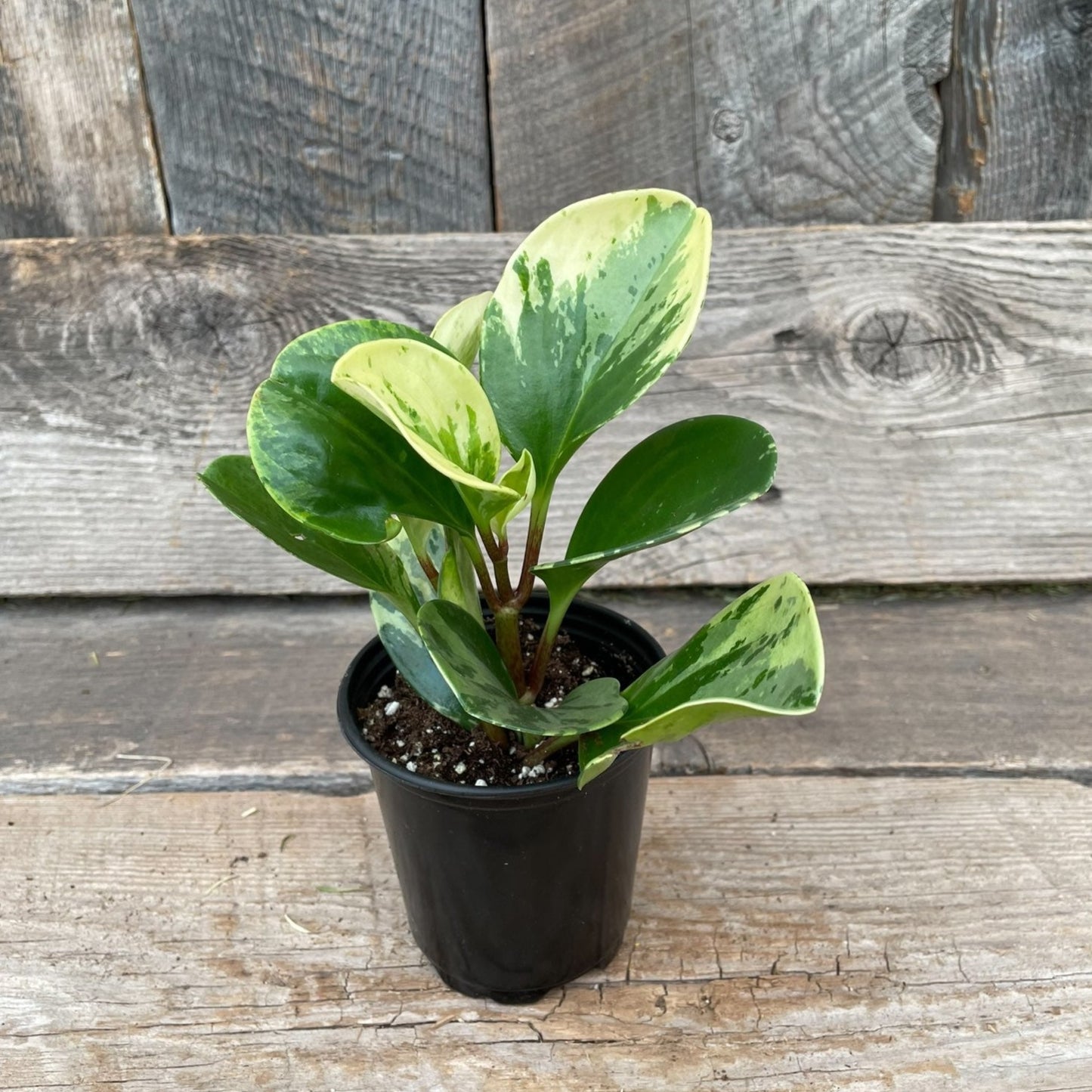Peperomia Marble 4" Pot