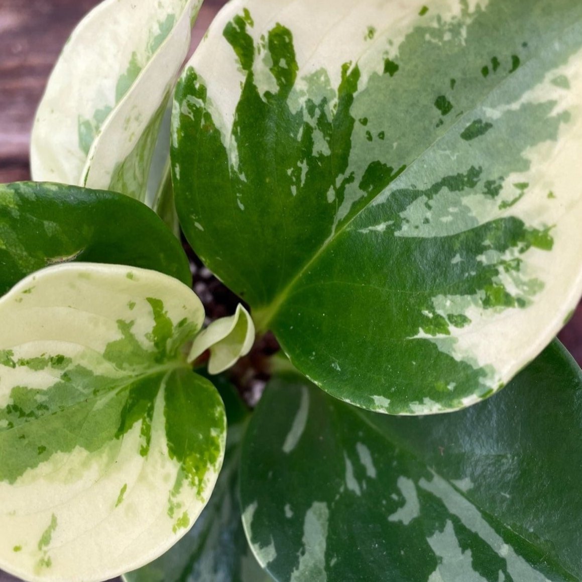 Peperomia Marble 4" Pot