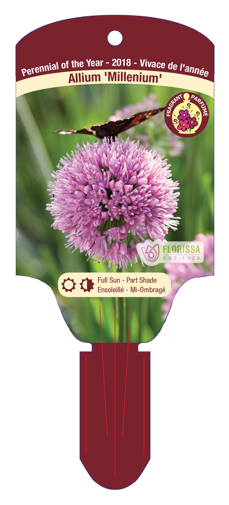 Allium Millenium 5.5" Pot