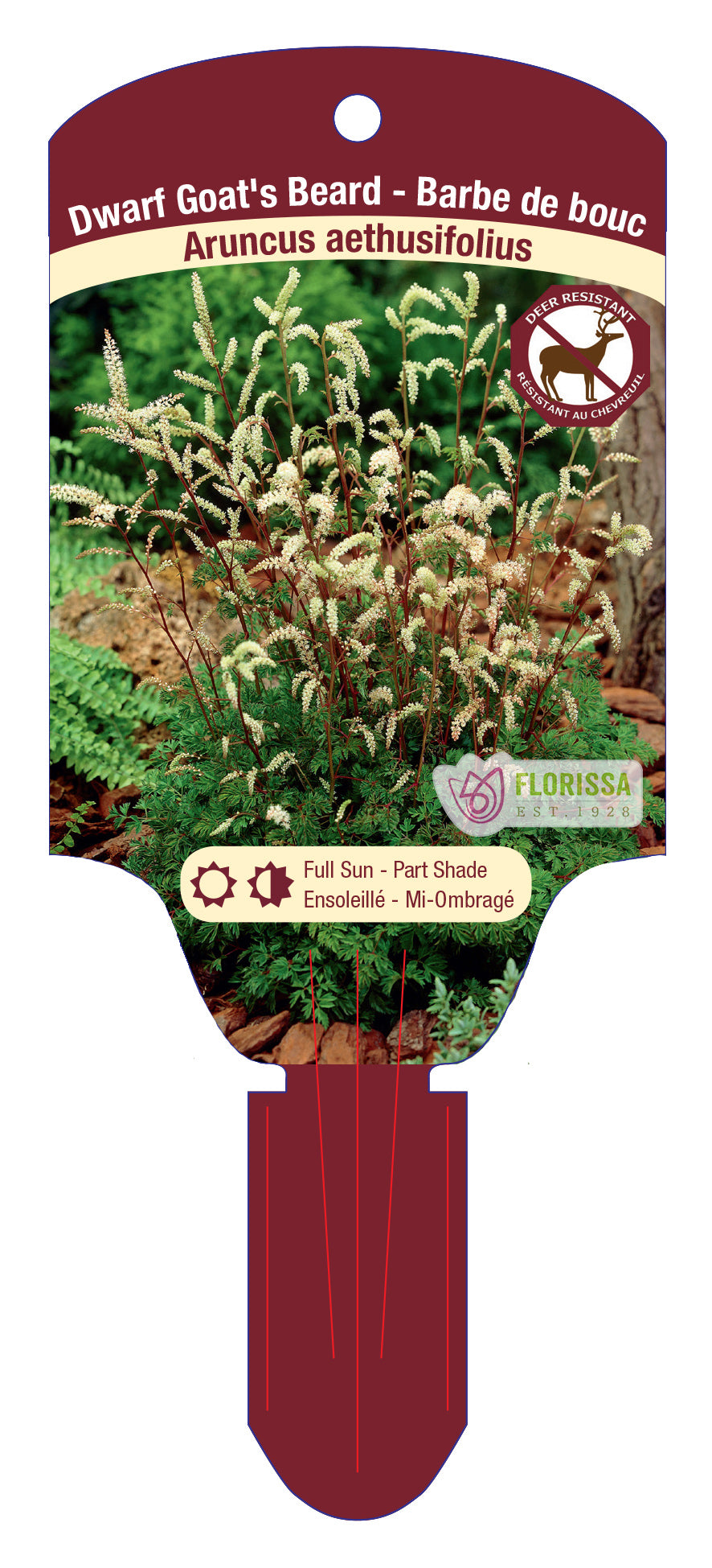 Aruncus aethusifolius 5.5" Pot