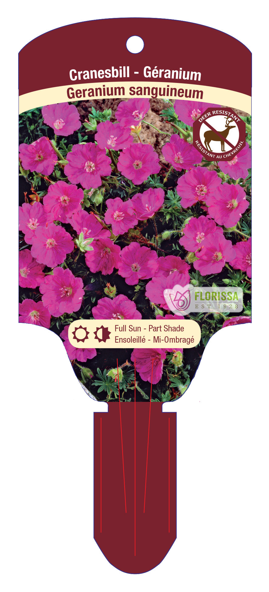 Geranium Sanguineum 5.5" Pot