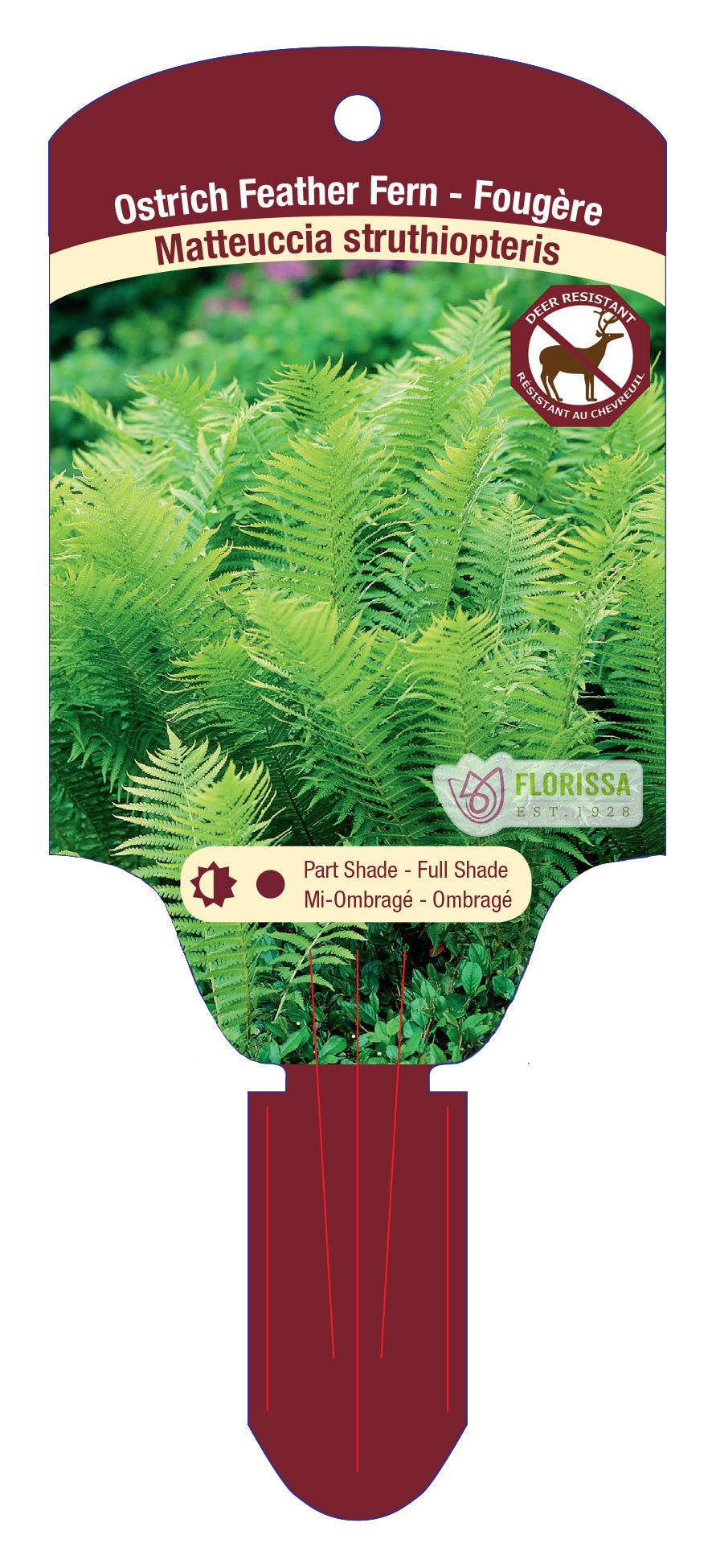 Ostrich Fern