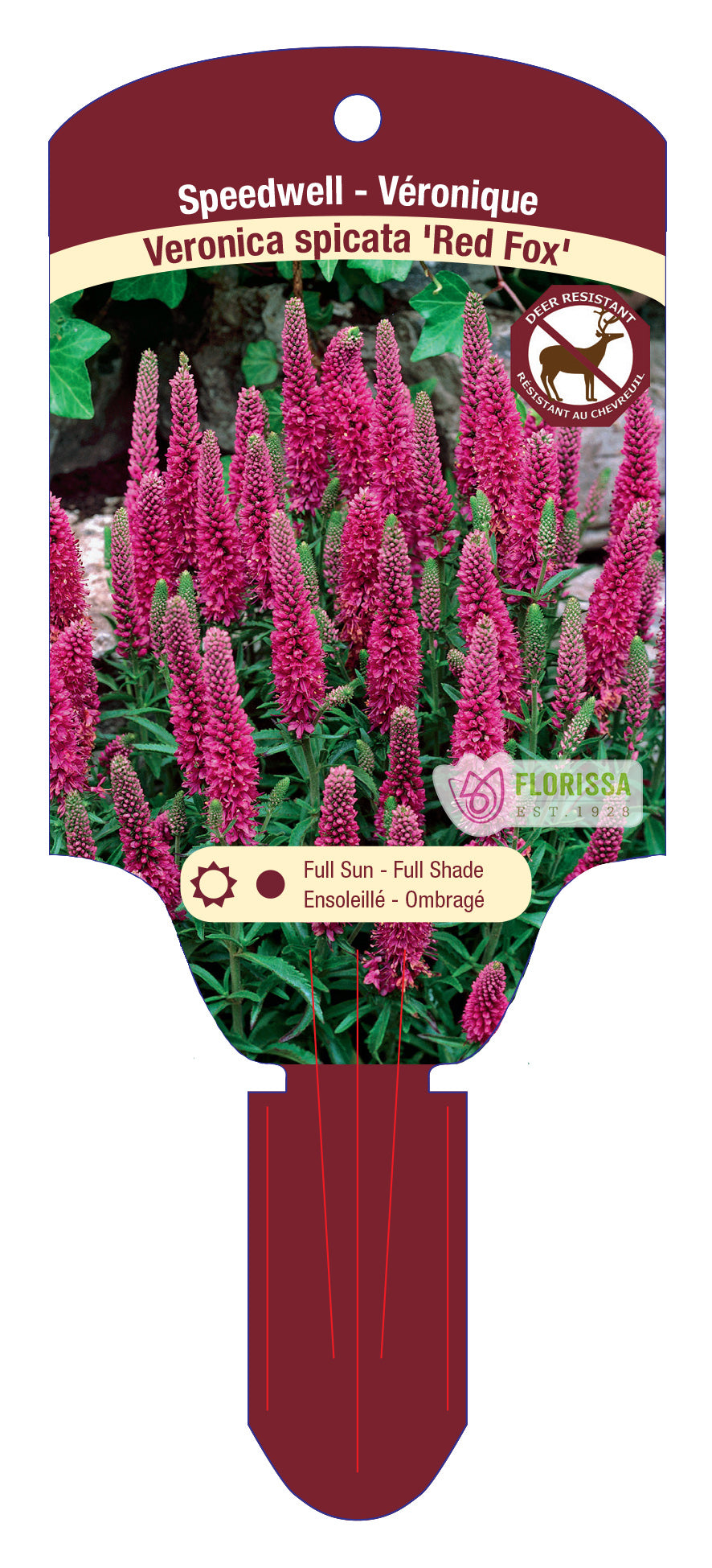 Veronica 'Red Fox'