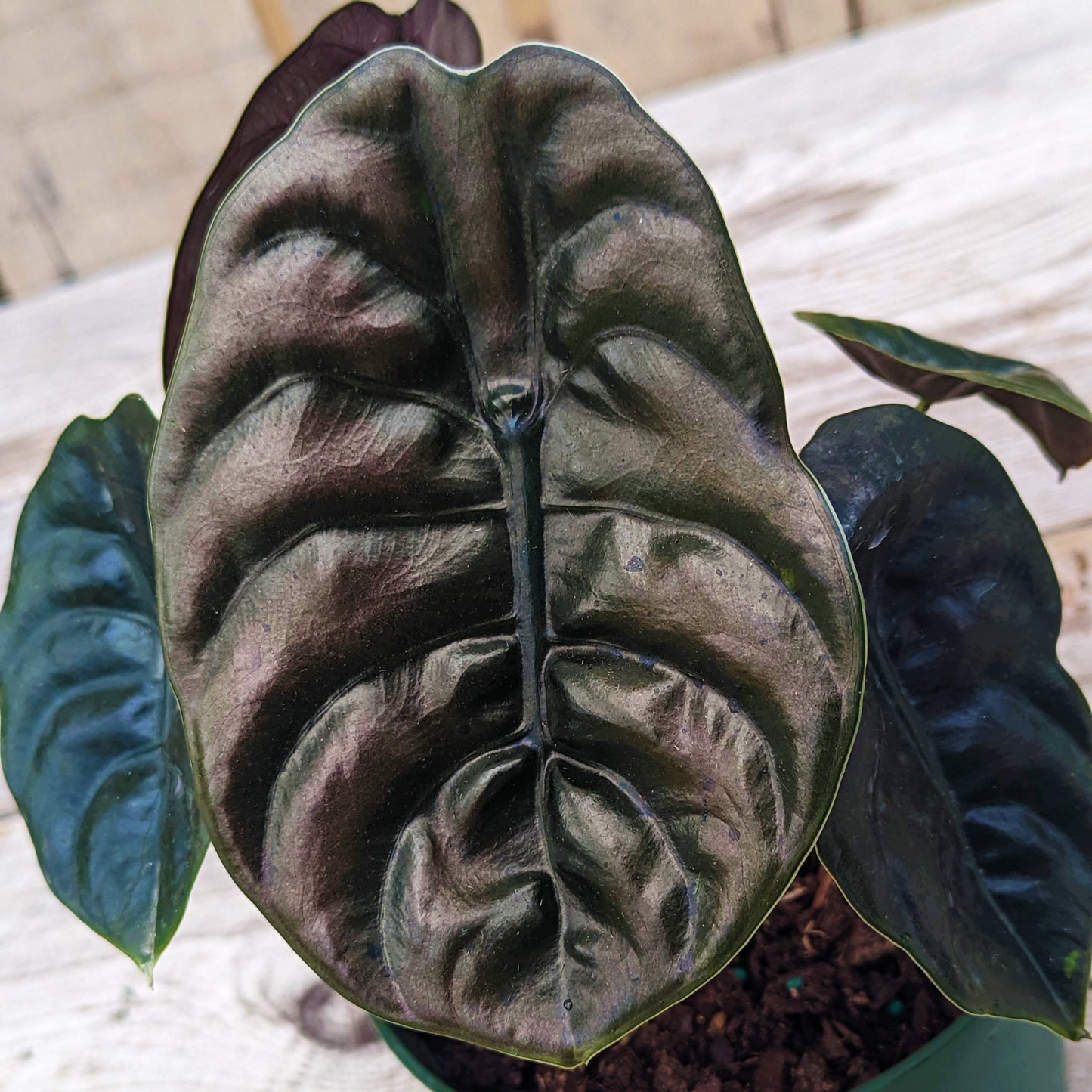 Alocasia 'Red Secret'