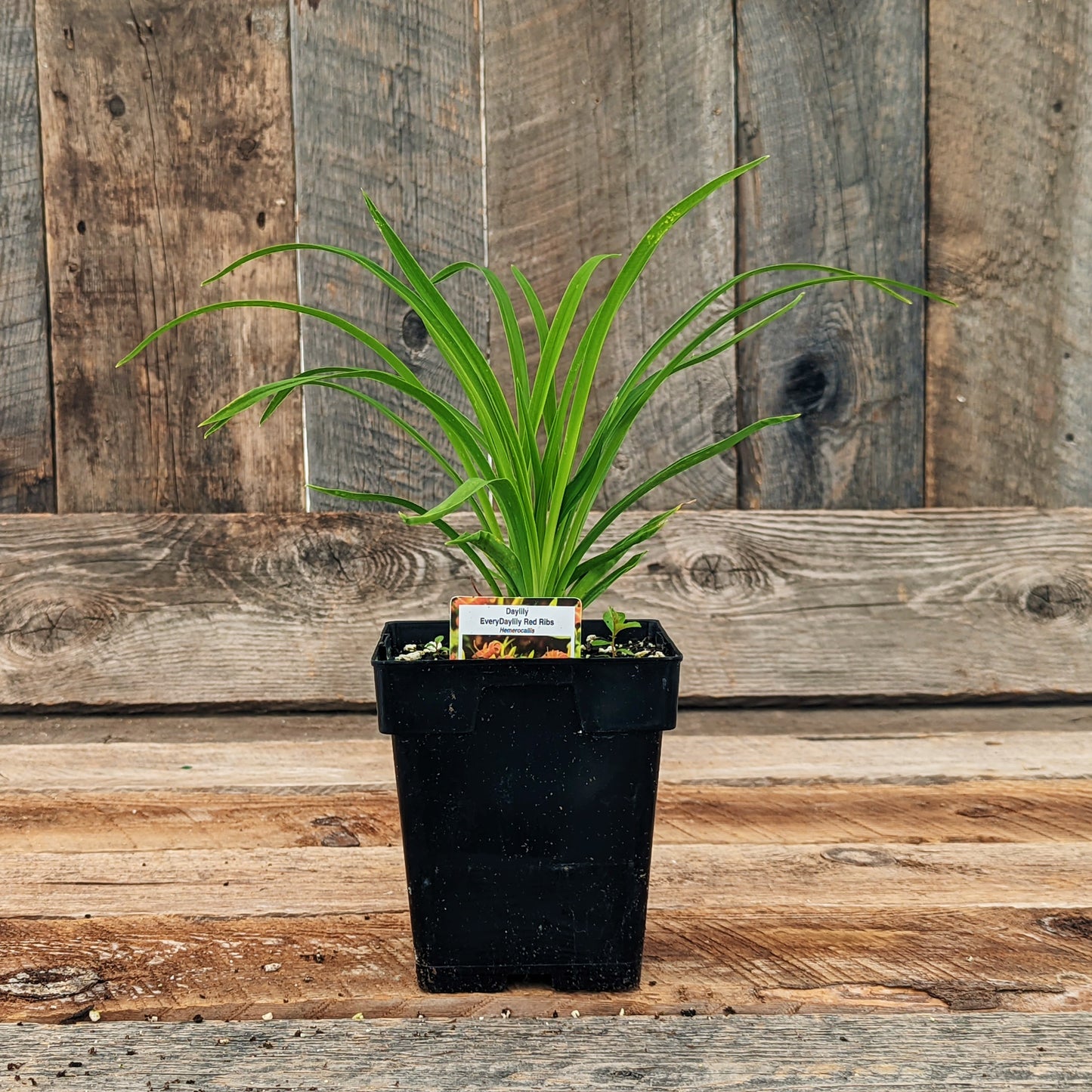 Hemerocallis EveryDayLily Red Ribs 5.5" Pot