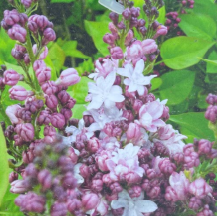 Lilac 'Agincourt Beauty'
