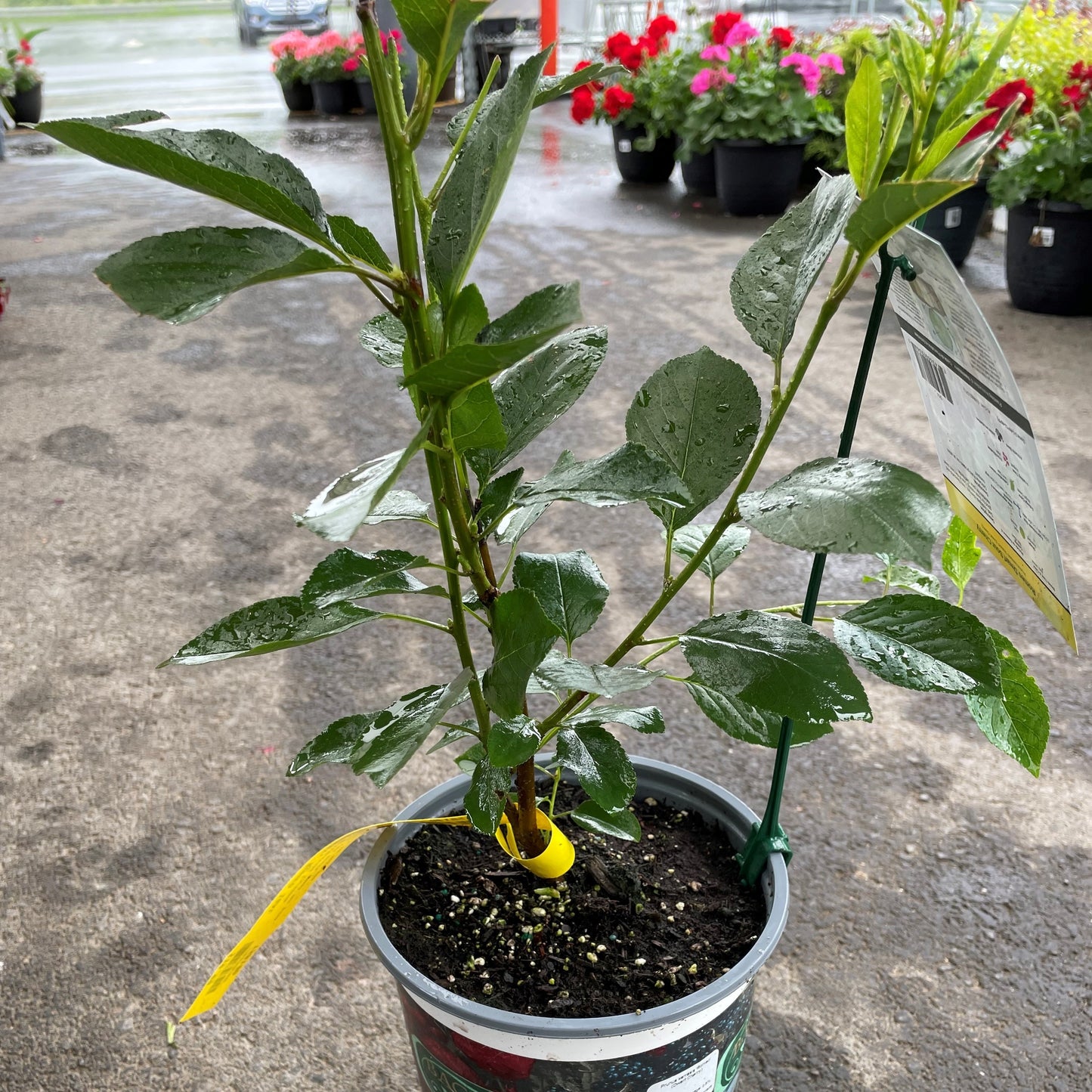 Cherry 'Romeo'