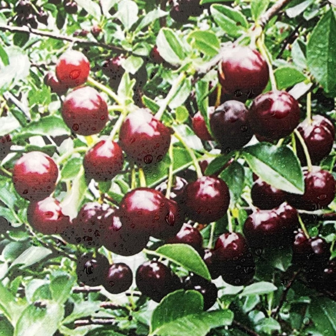 Cherry 'Romeo'