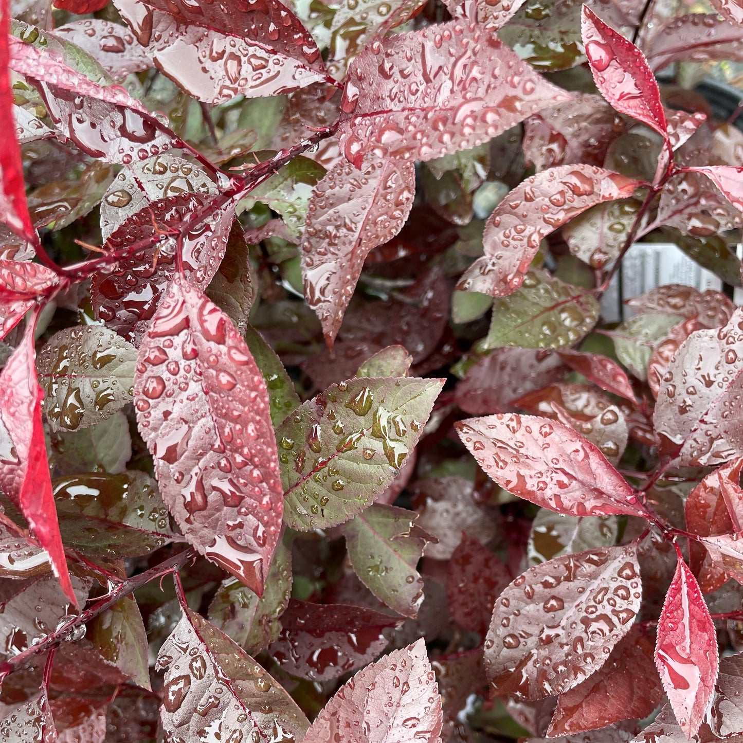 Sandcherry 'Purpleleaf'