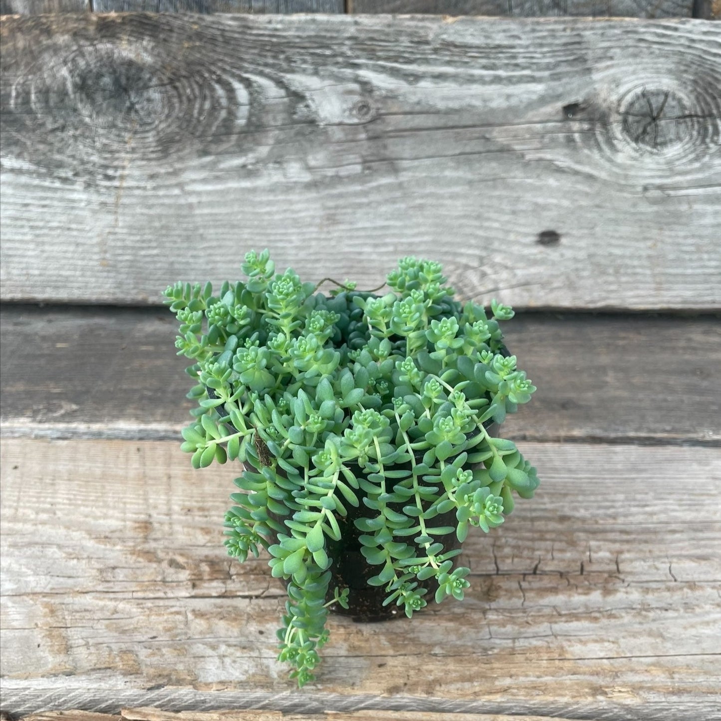 Sedum Silver Roses 4" Pot